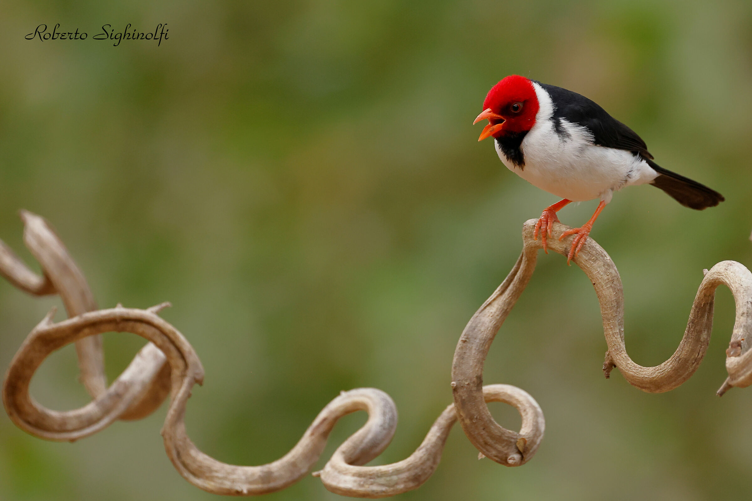 Yellow-billed Cardinal - Pantanal 2022
