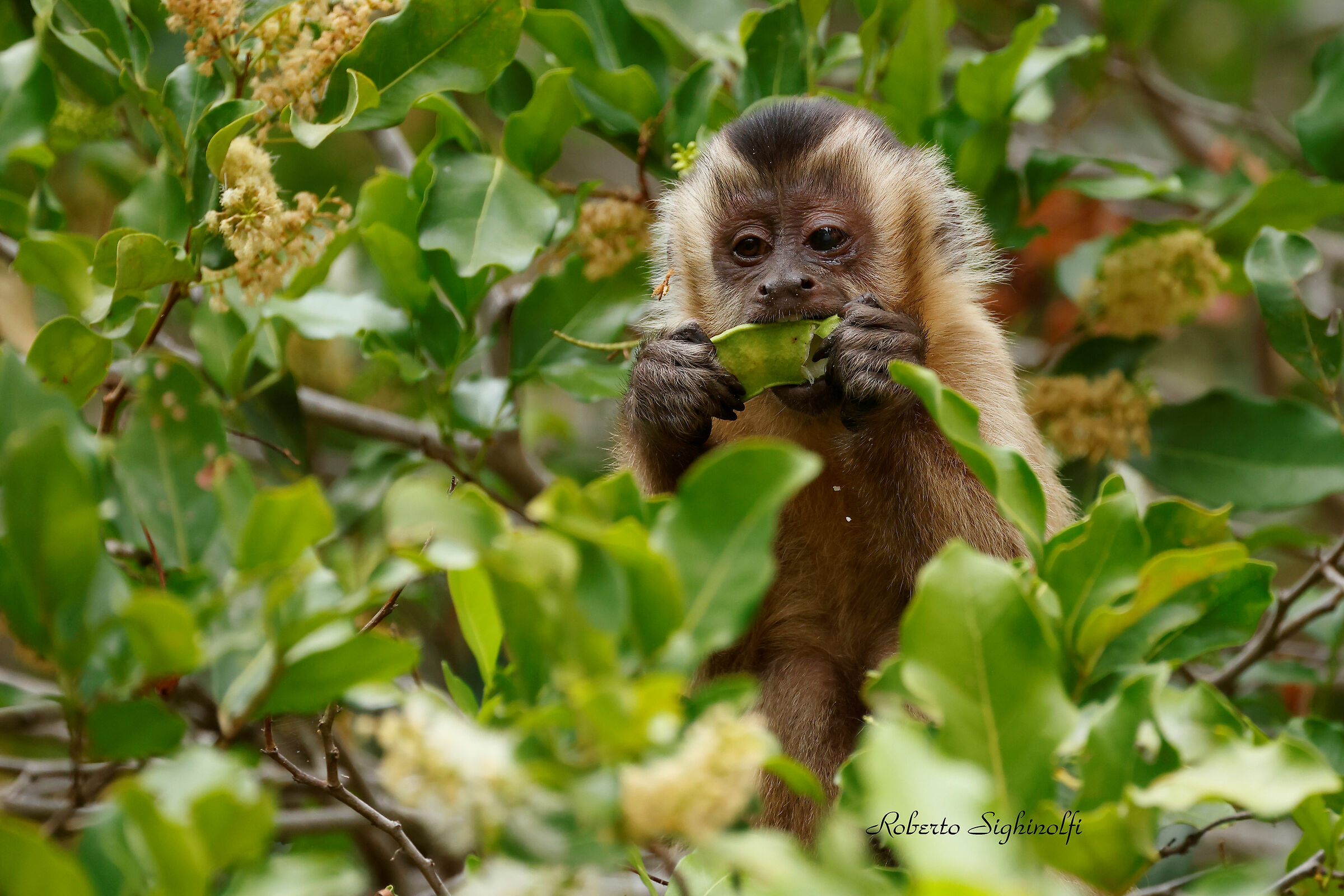 Azaras's Capuchin - Pantanal 2022