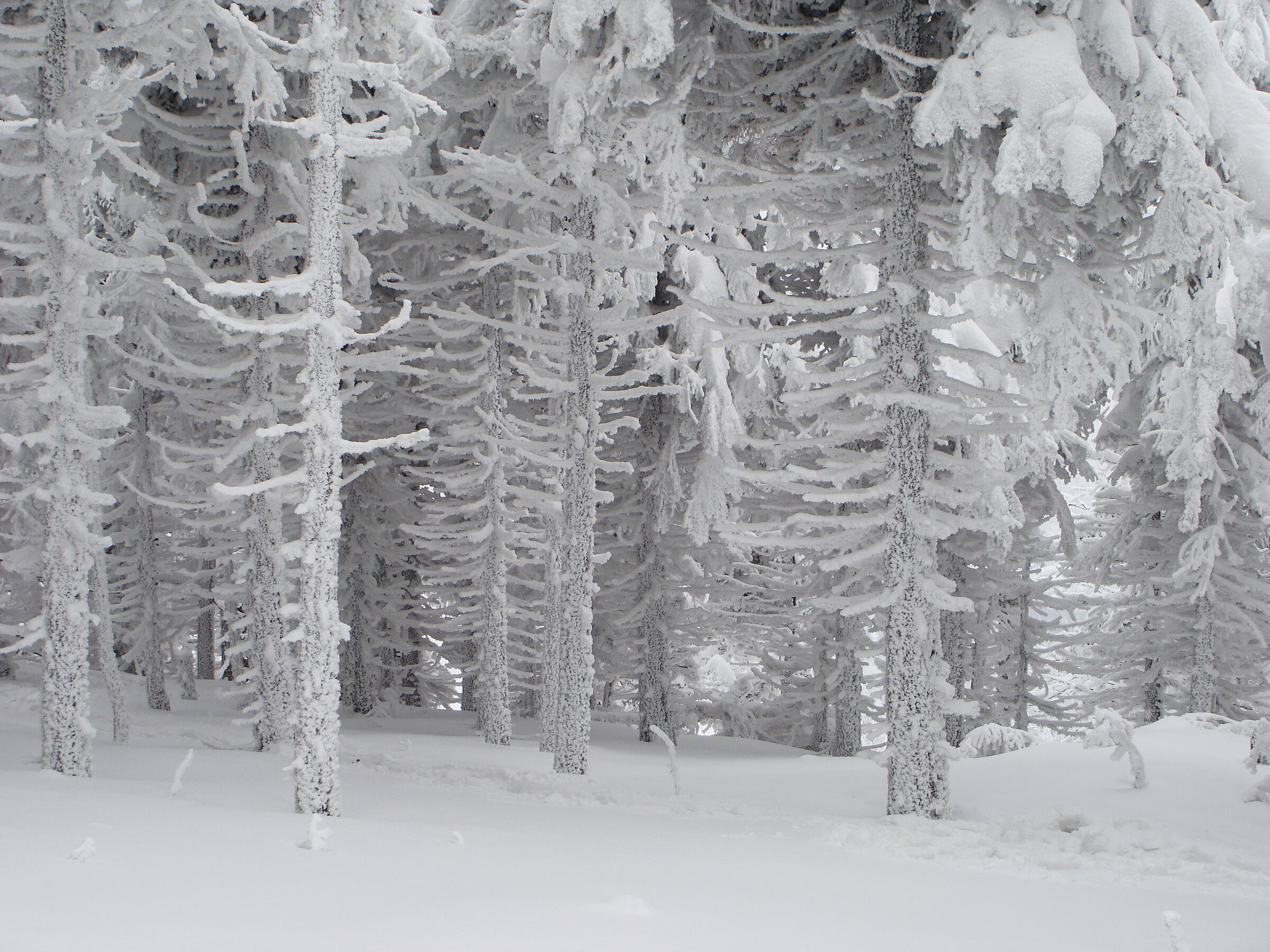 Listening to the silence