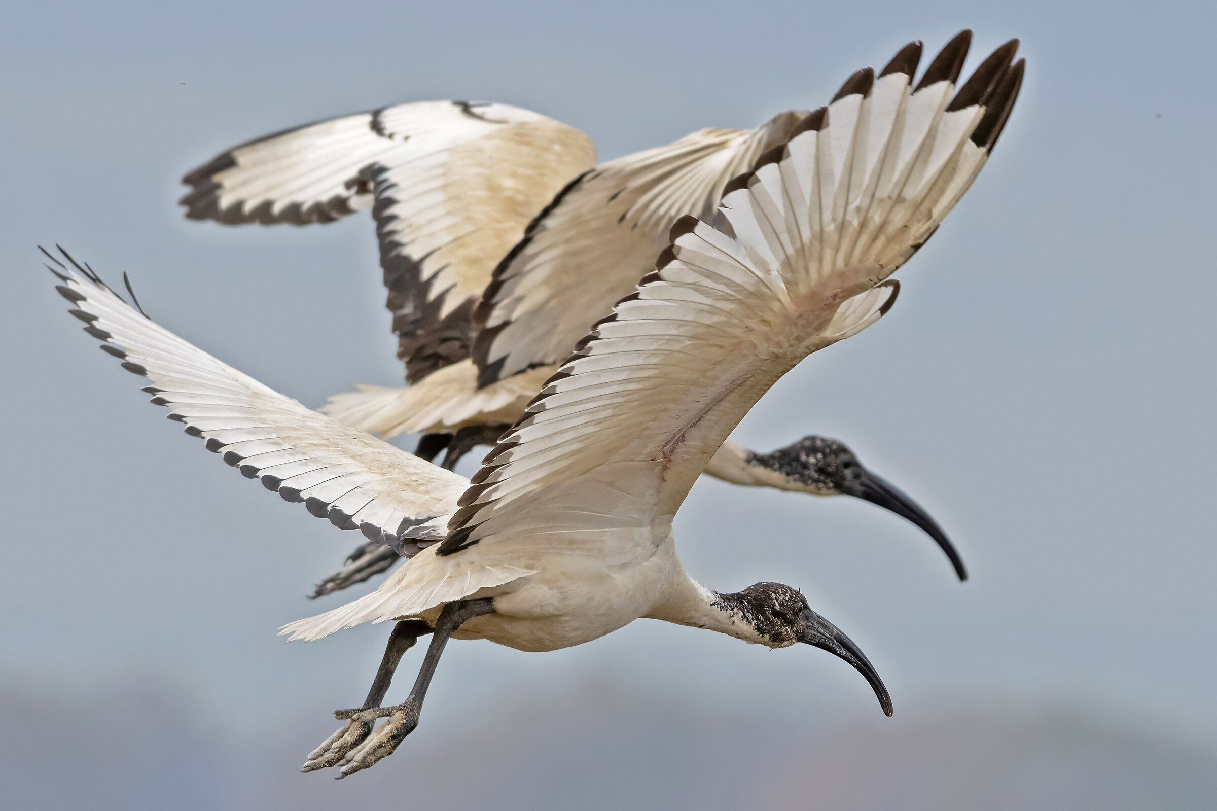 Sacred Ibis