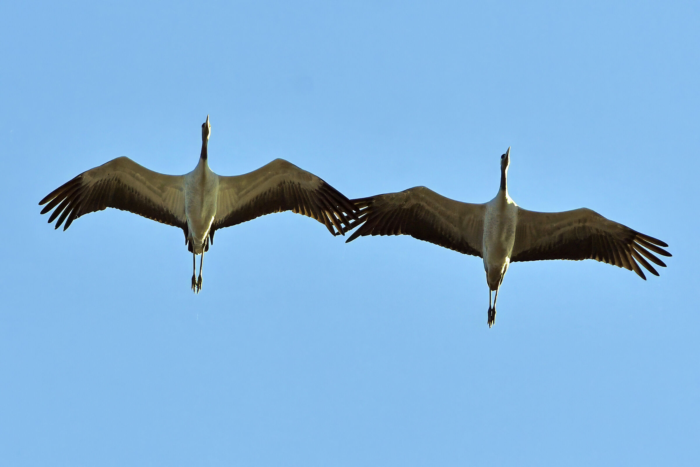 The passage of cranes