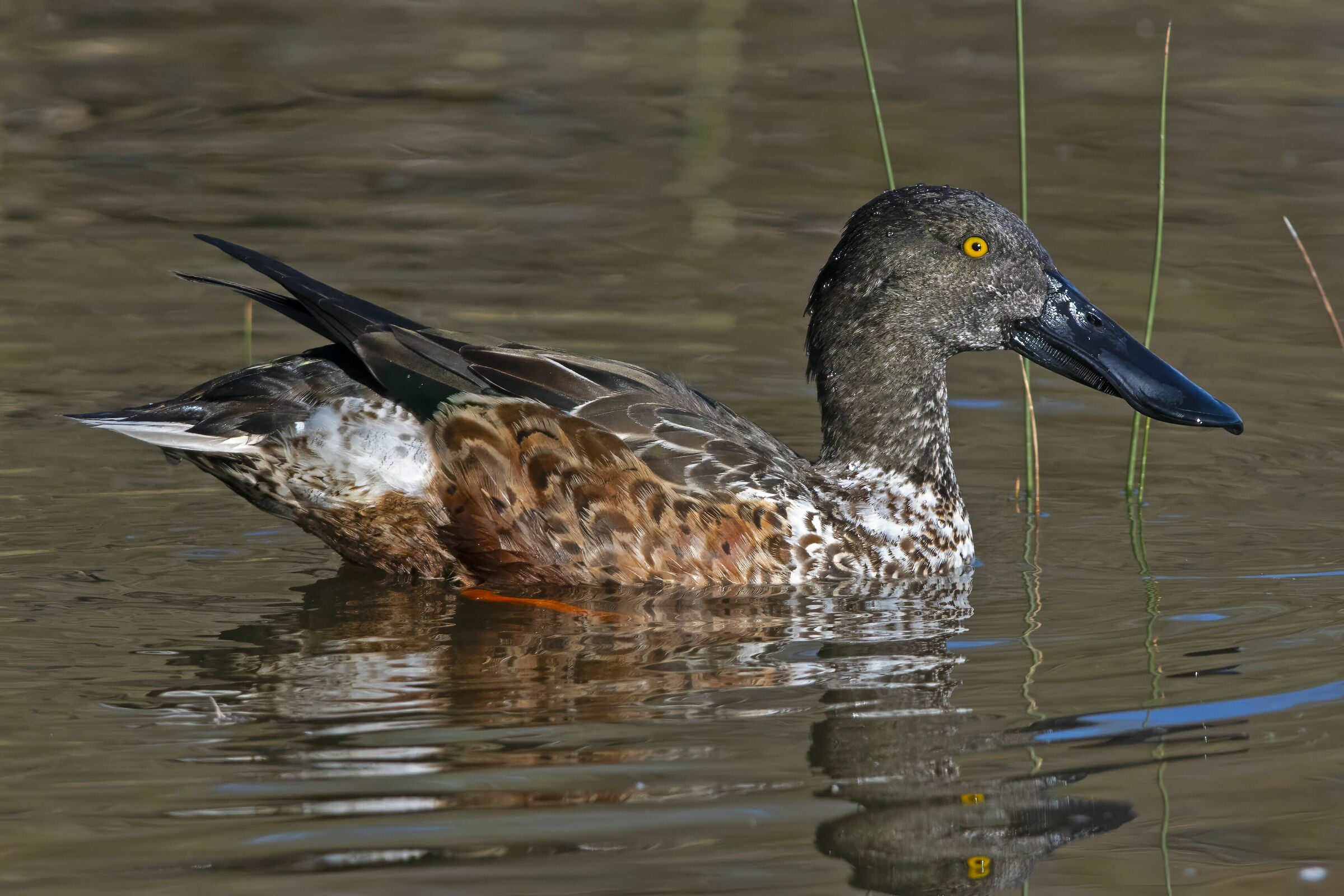 The Shoveler in Eclipse