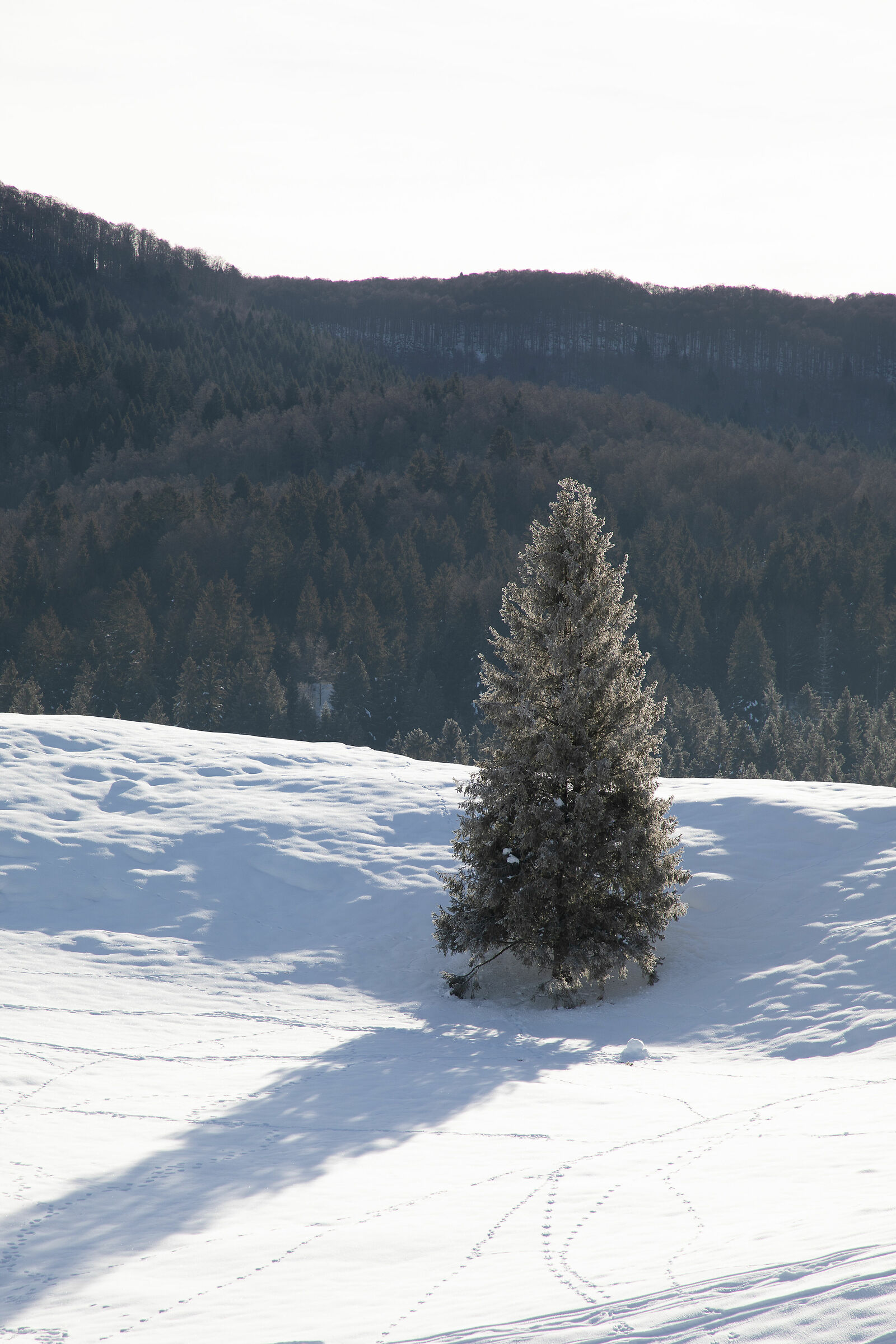 Solitario verde