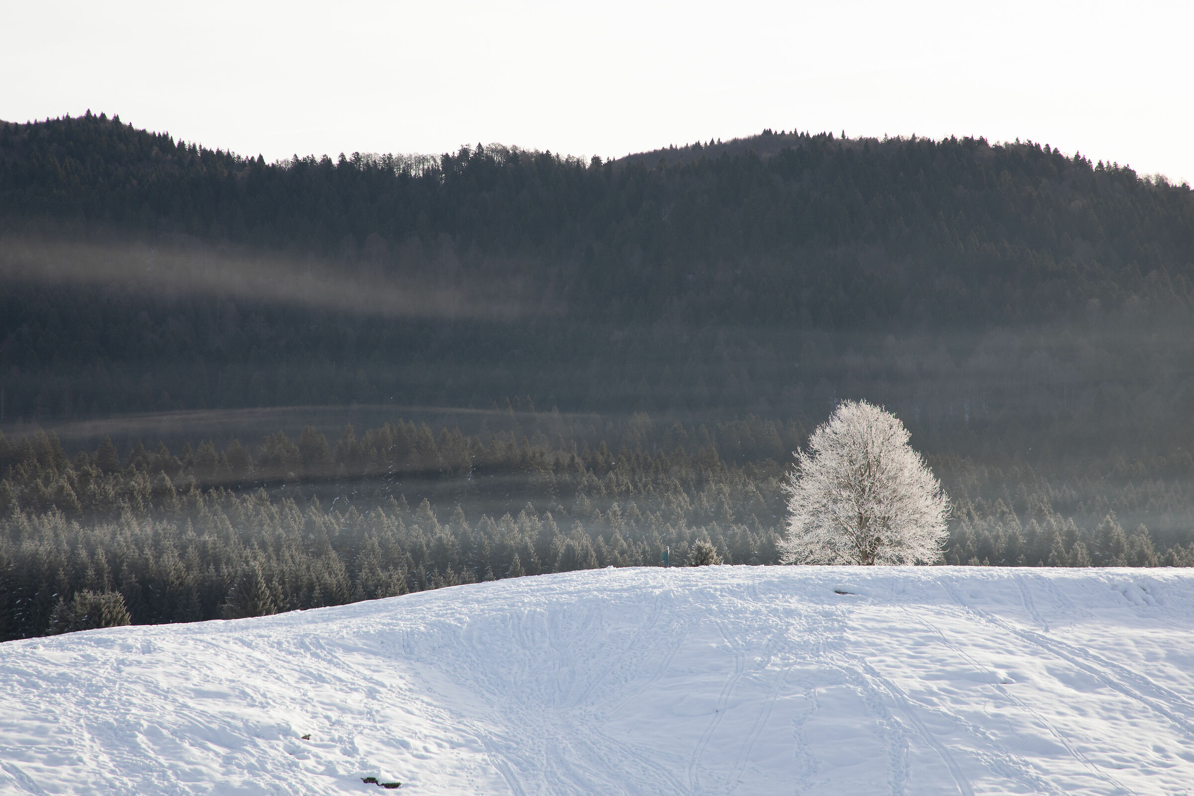 Solitario bianco