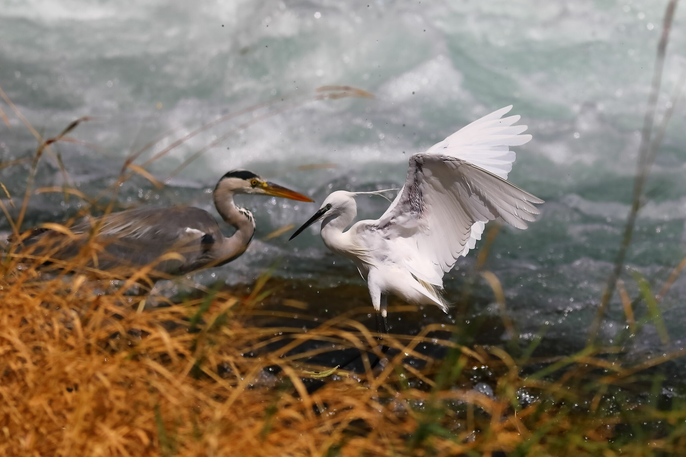 Little Egret 18-08-2023