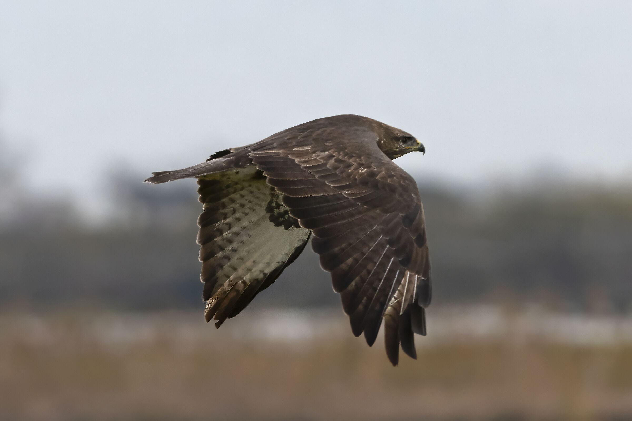 The Buzzard in low flight