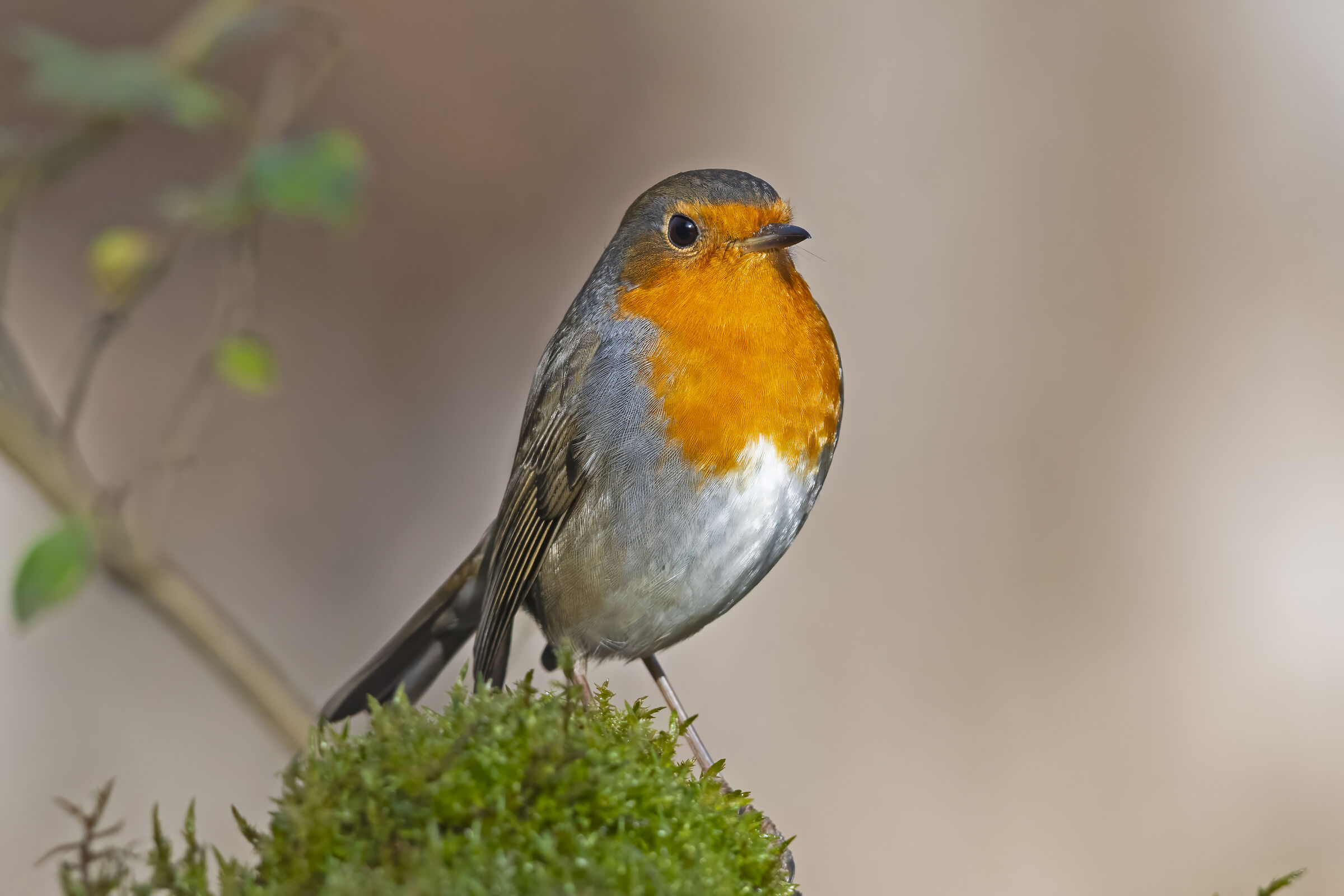 Robin posing