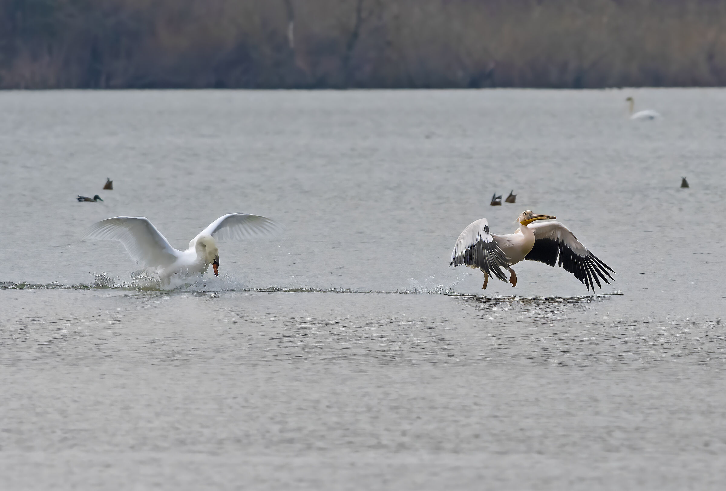 The Swan and the Pelican