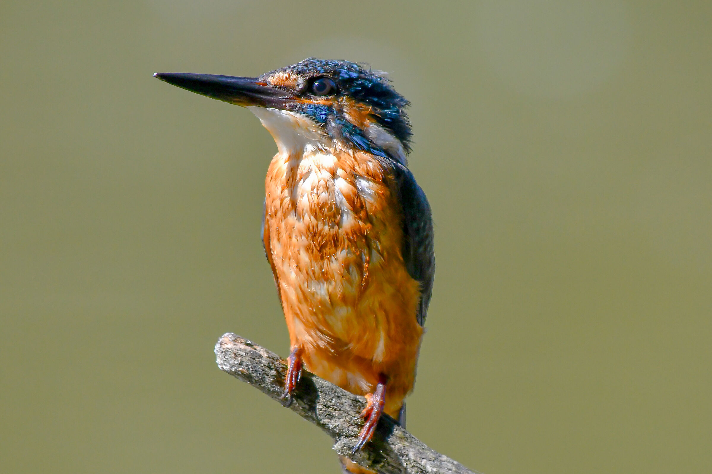 Martino looks at the sun