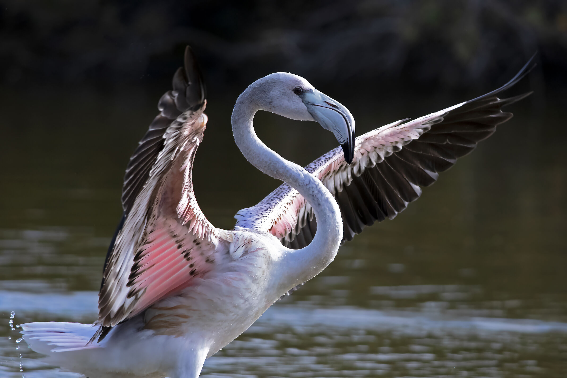 The young flamingo begins to color itself