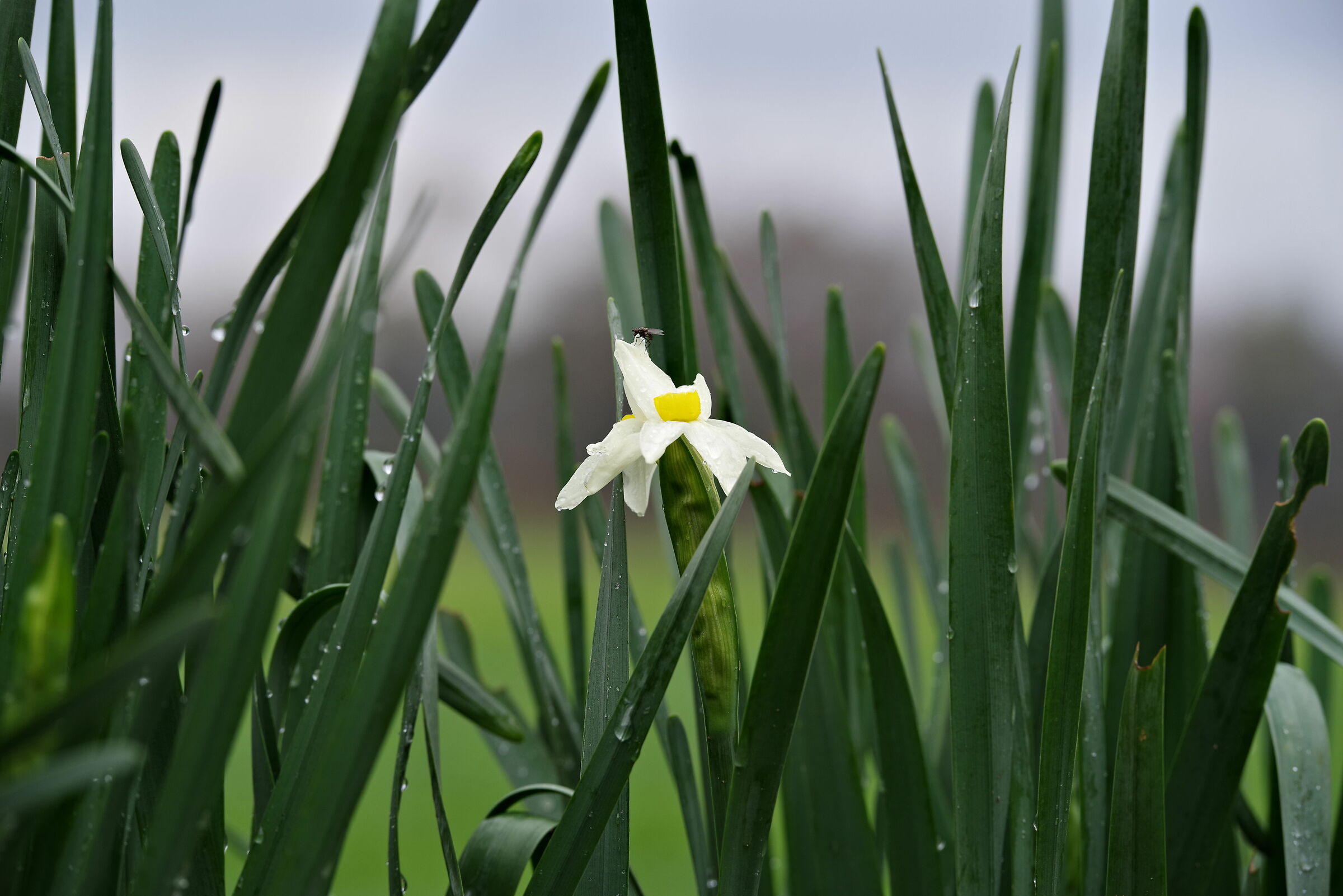 Parco Fogliano (Latina)