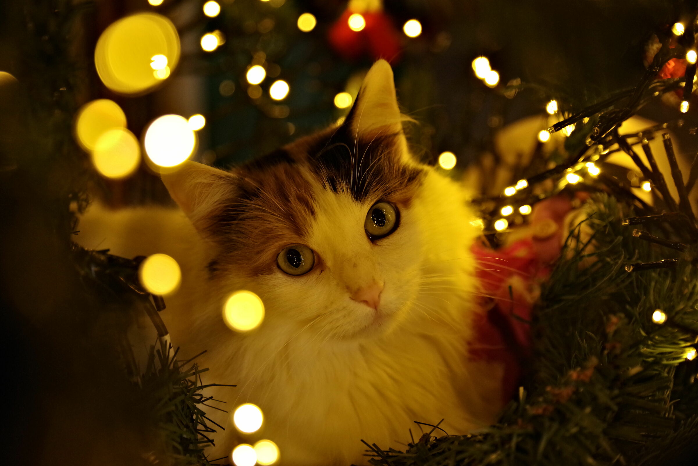 Auguriiii (Monchery)