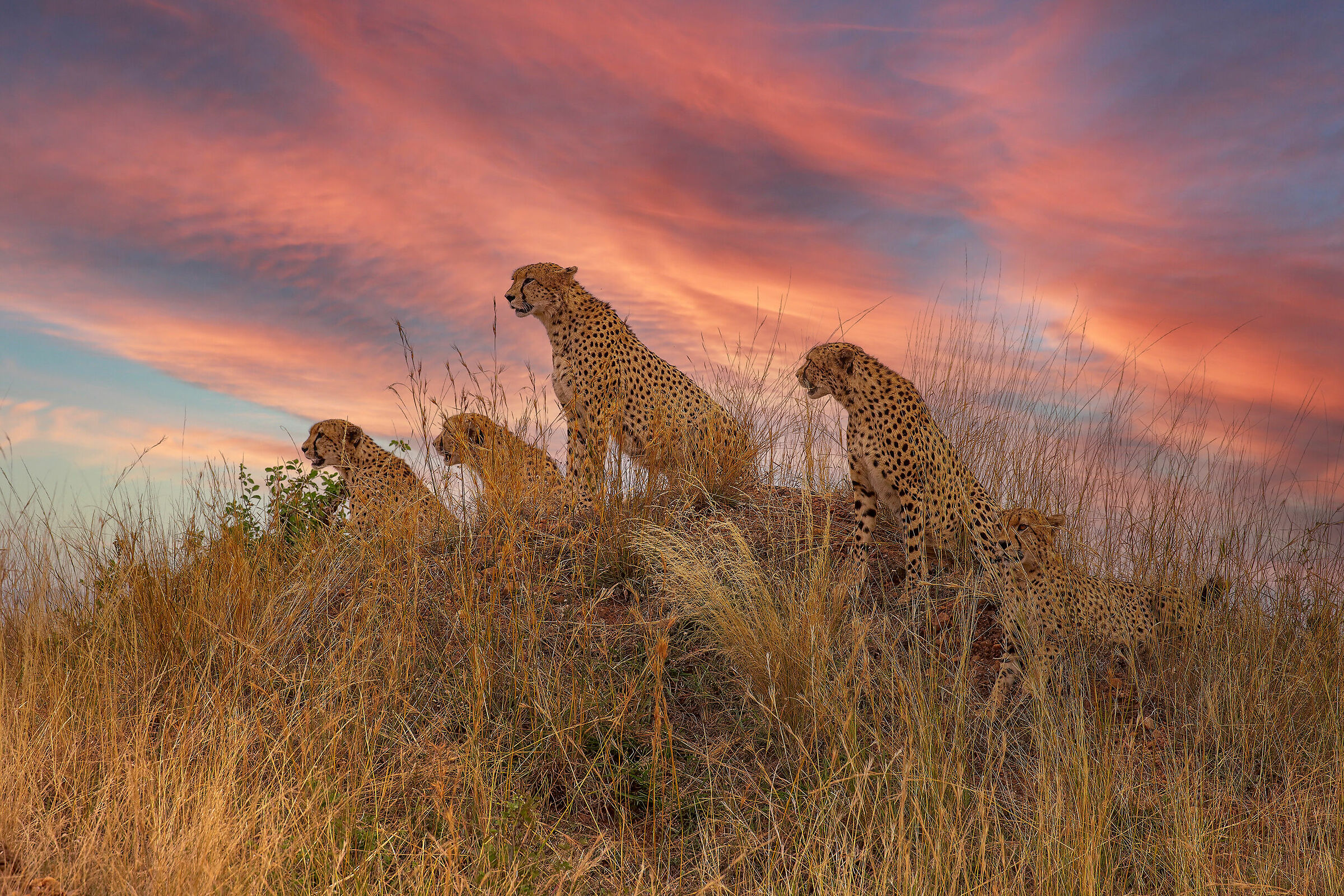Collar and his siblings
