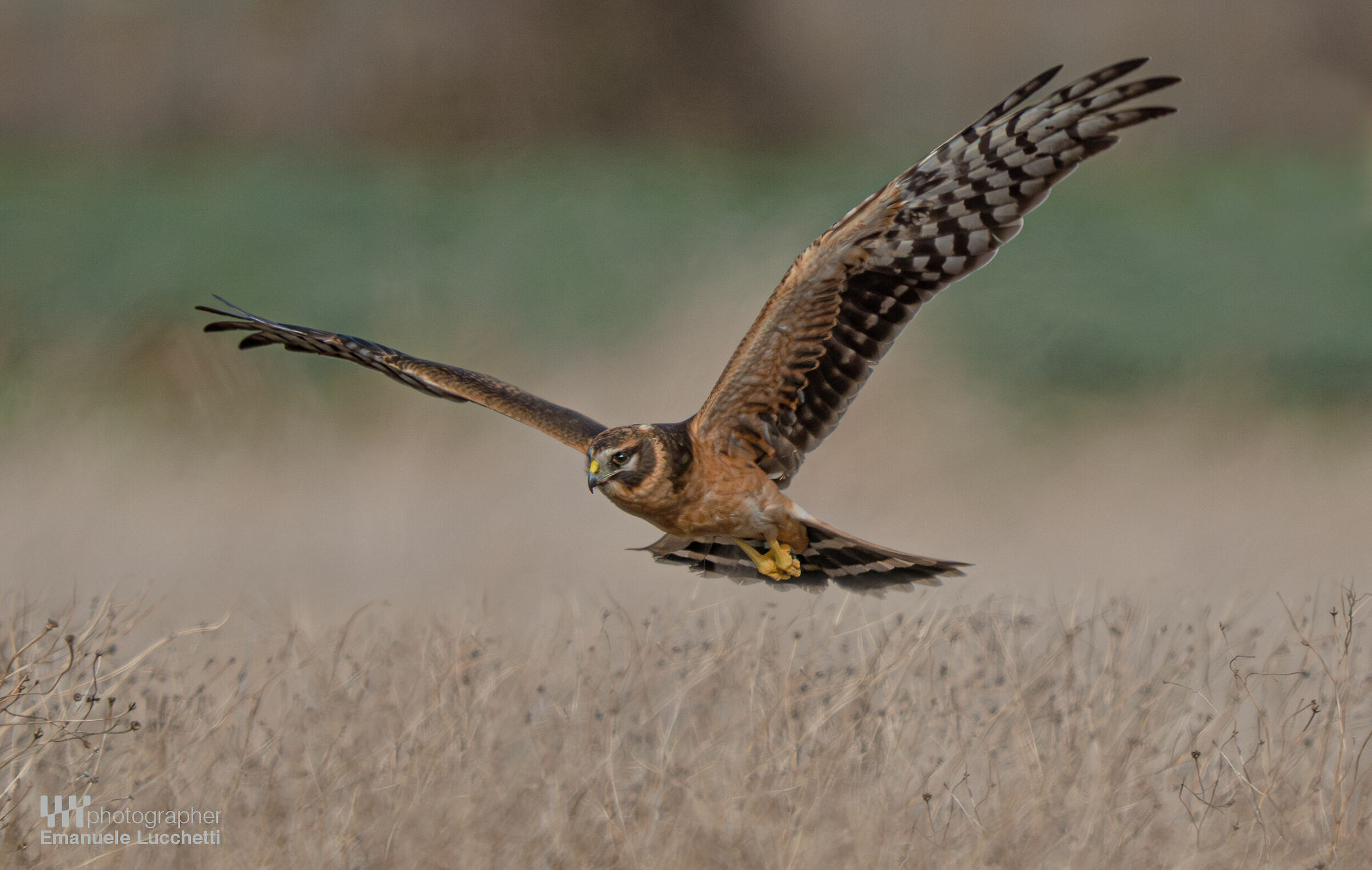 Albanella pallida (juvenile)