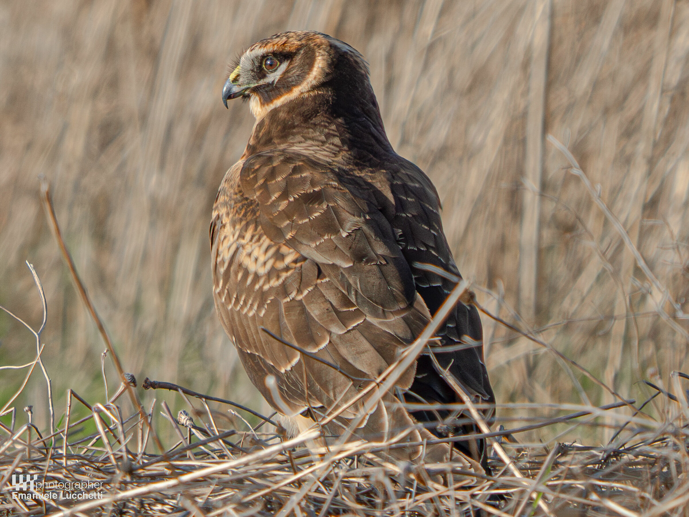 Albanella pallida (juvenile)
