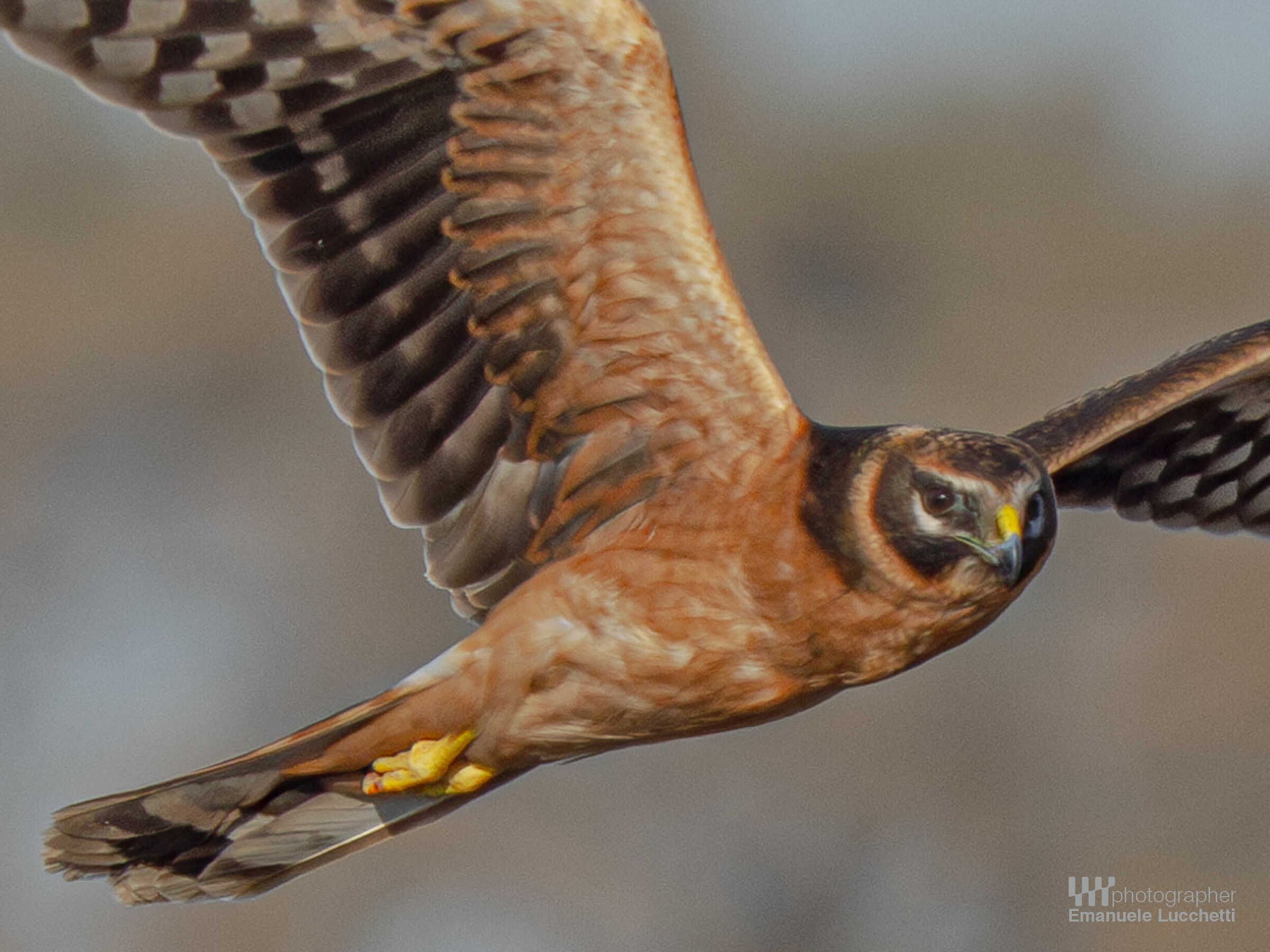 Albanella pallida (juvenile)