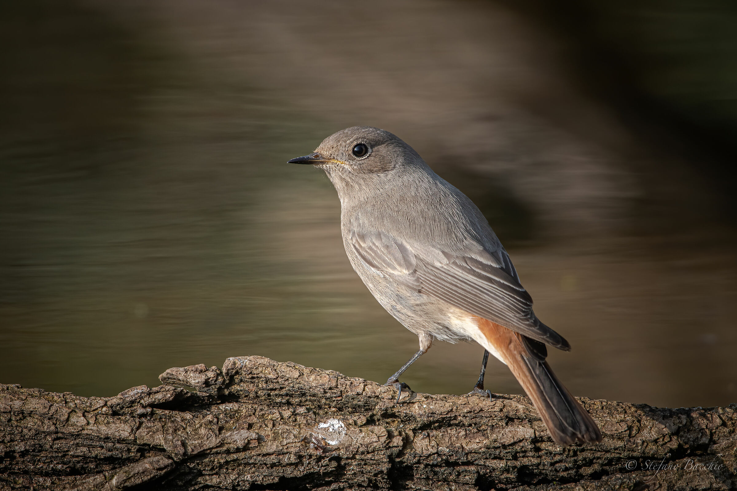 Redstart