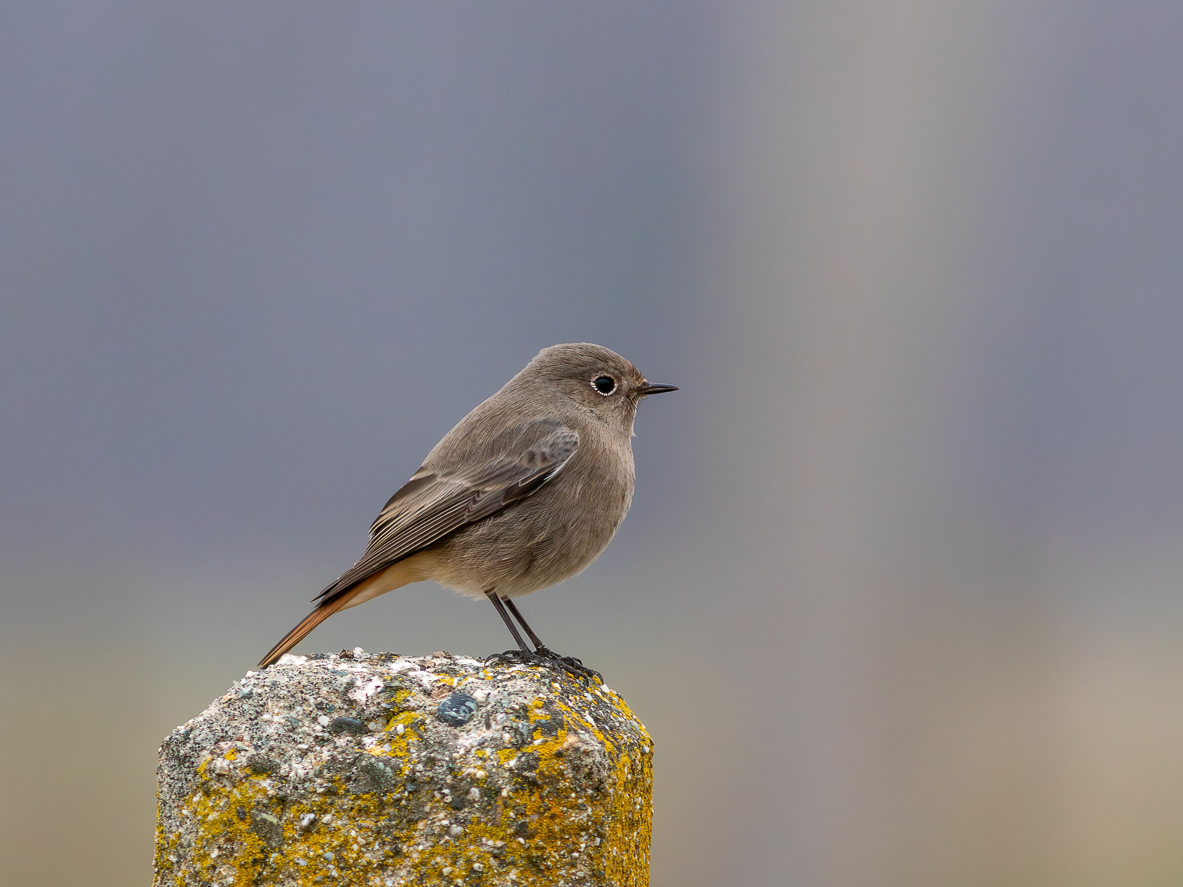 Chimney sweep redstart (female)