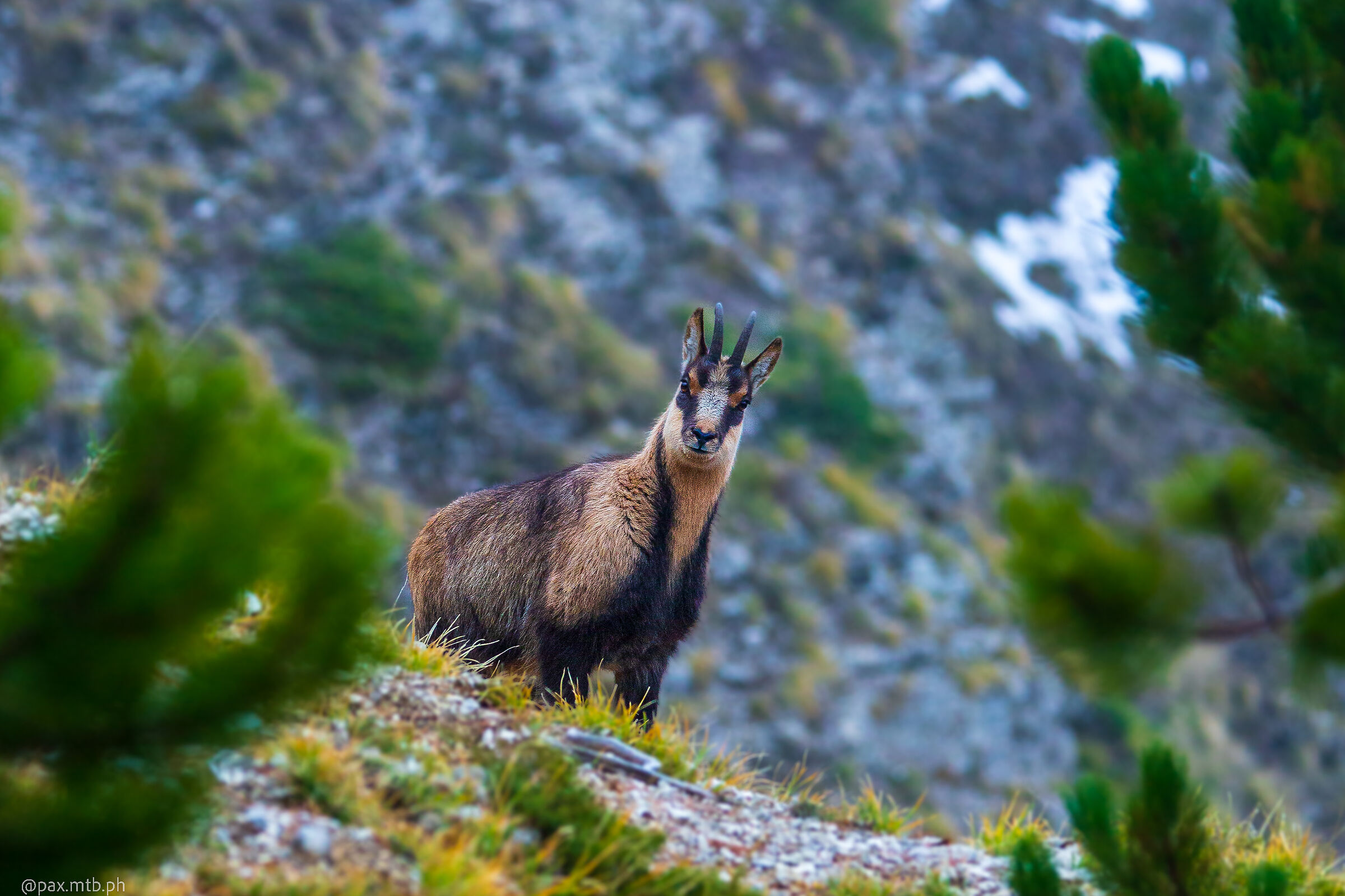 Chamois