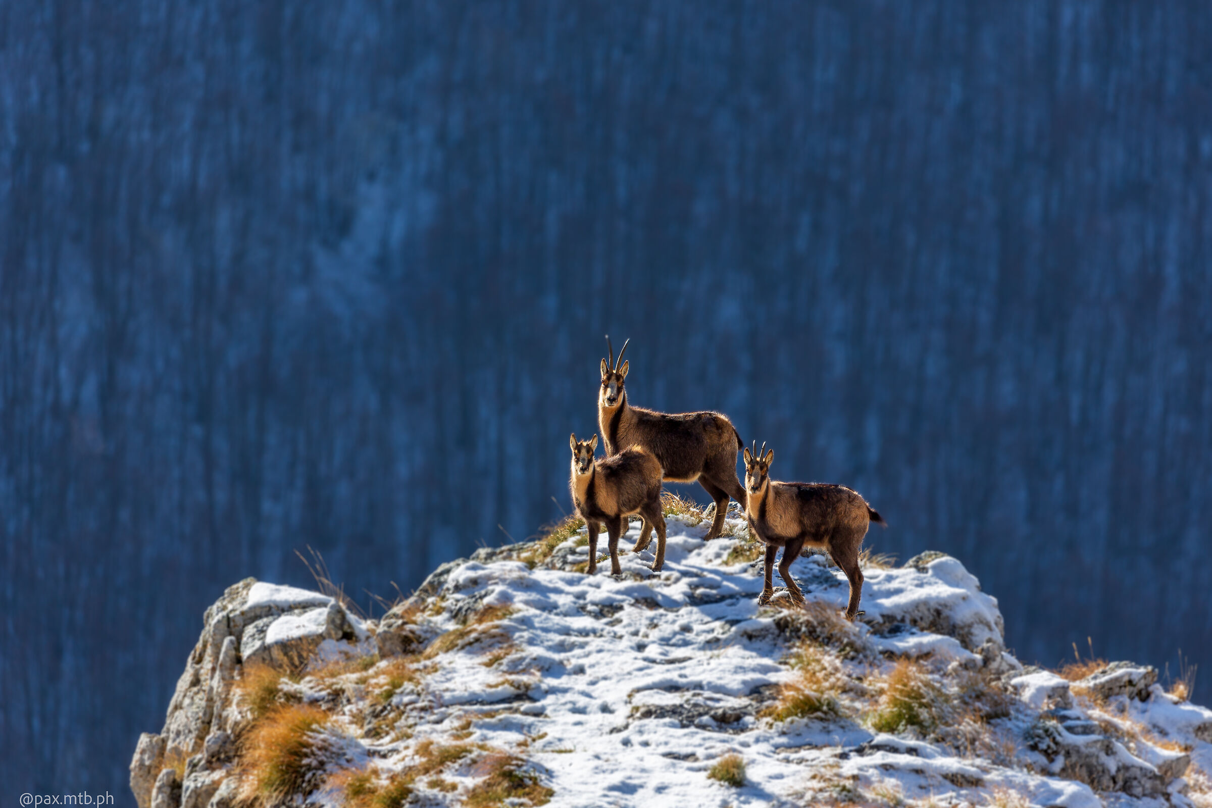 Chamois at the Arch of the Grottoni Infernaccio area
