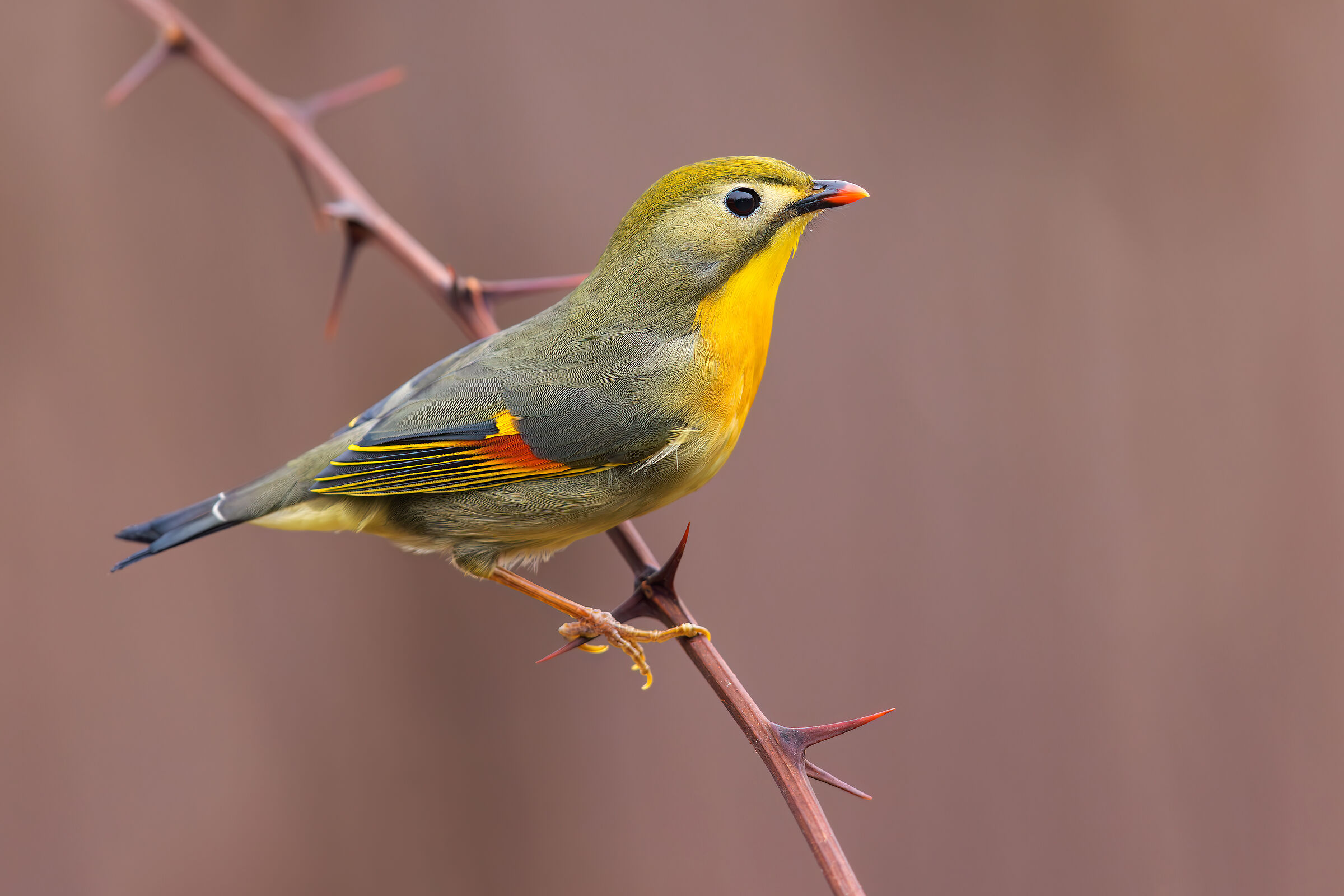 Usignolo del Giappone