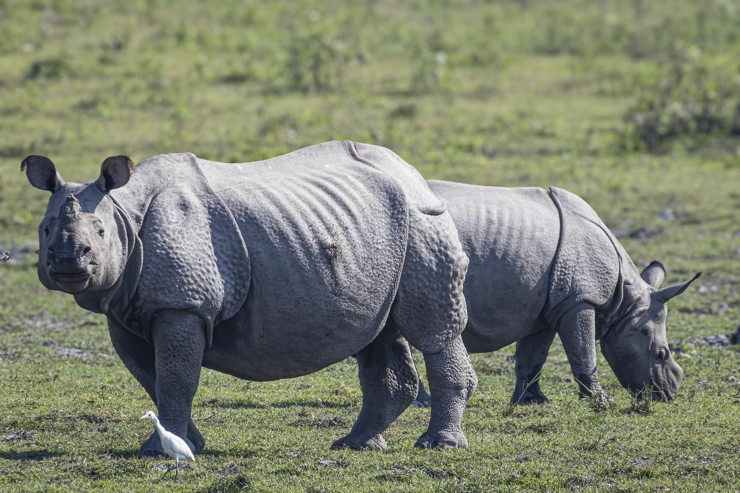 Rhino Indiano Kaziranga National Park(Assam)