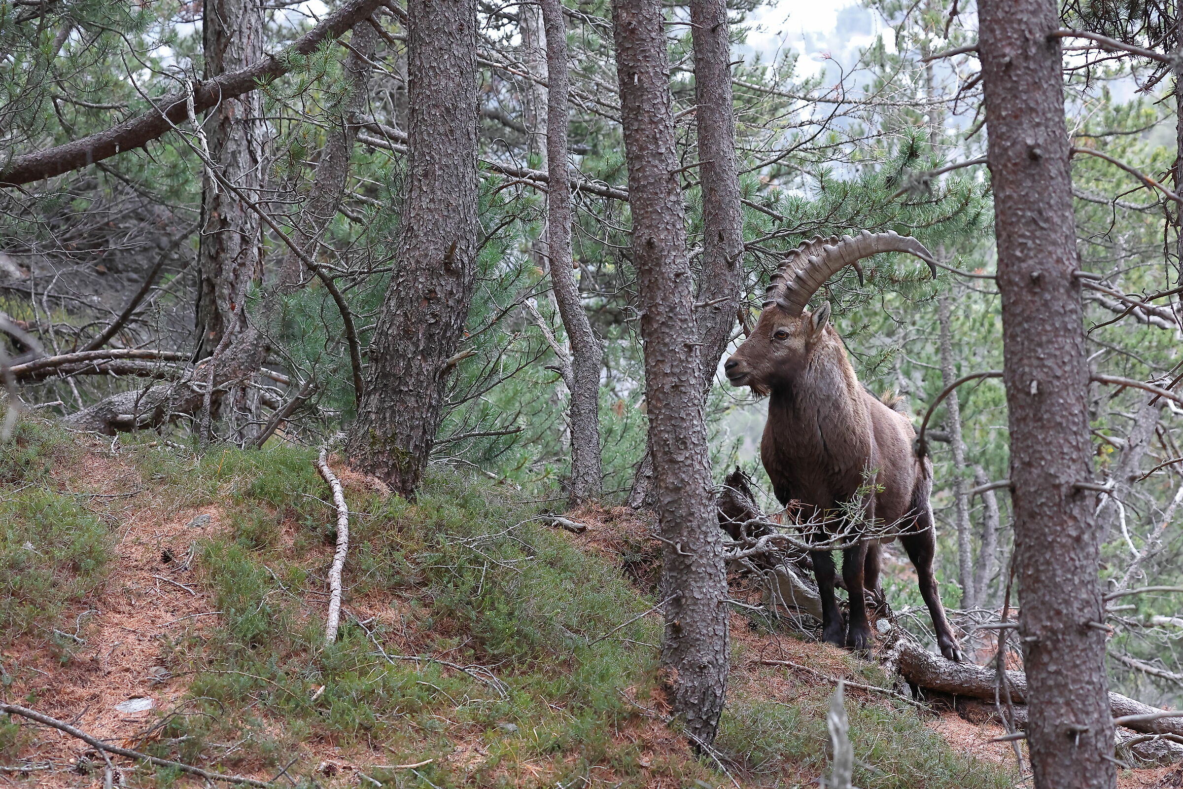 Male ibex