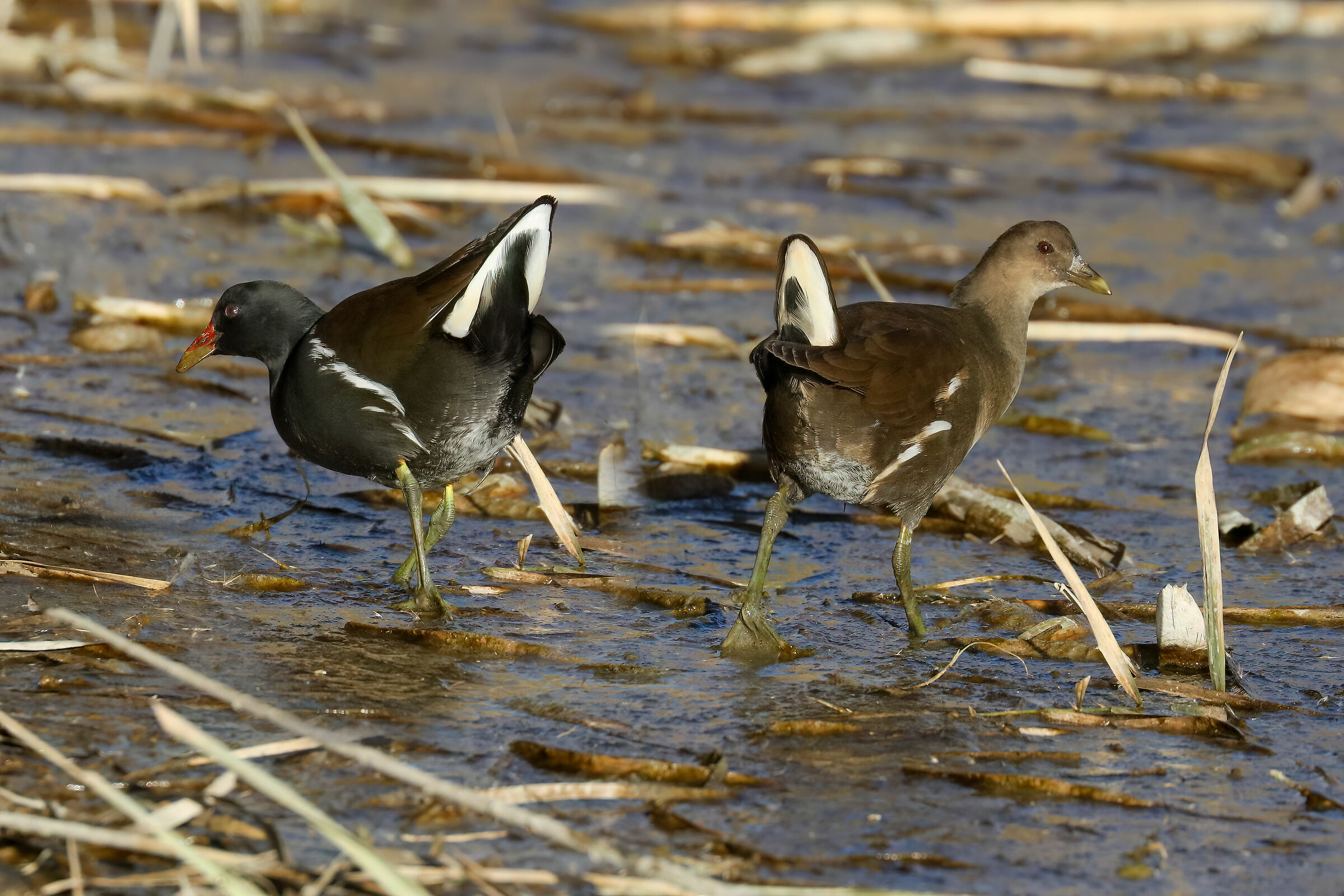 Moorhens