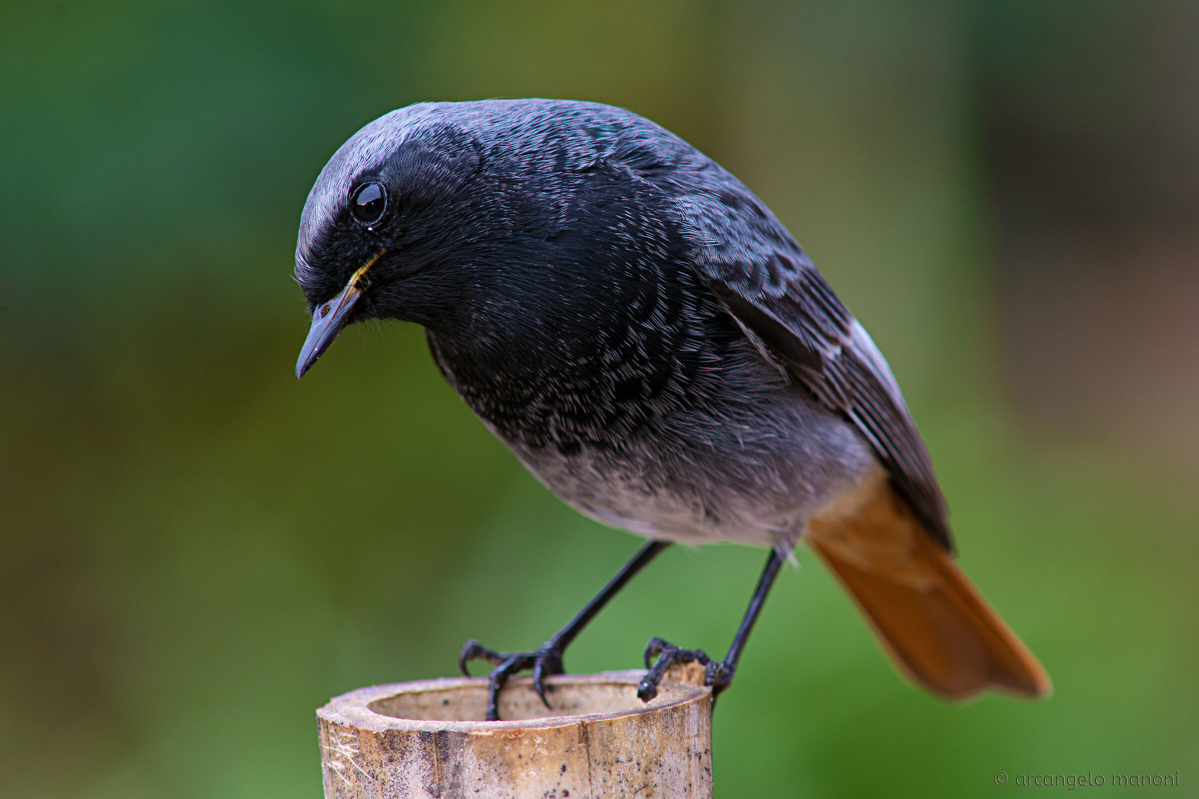 Il mio codirosso spazzacamino preferito