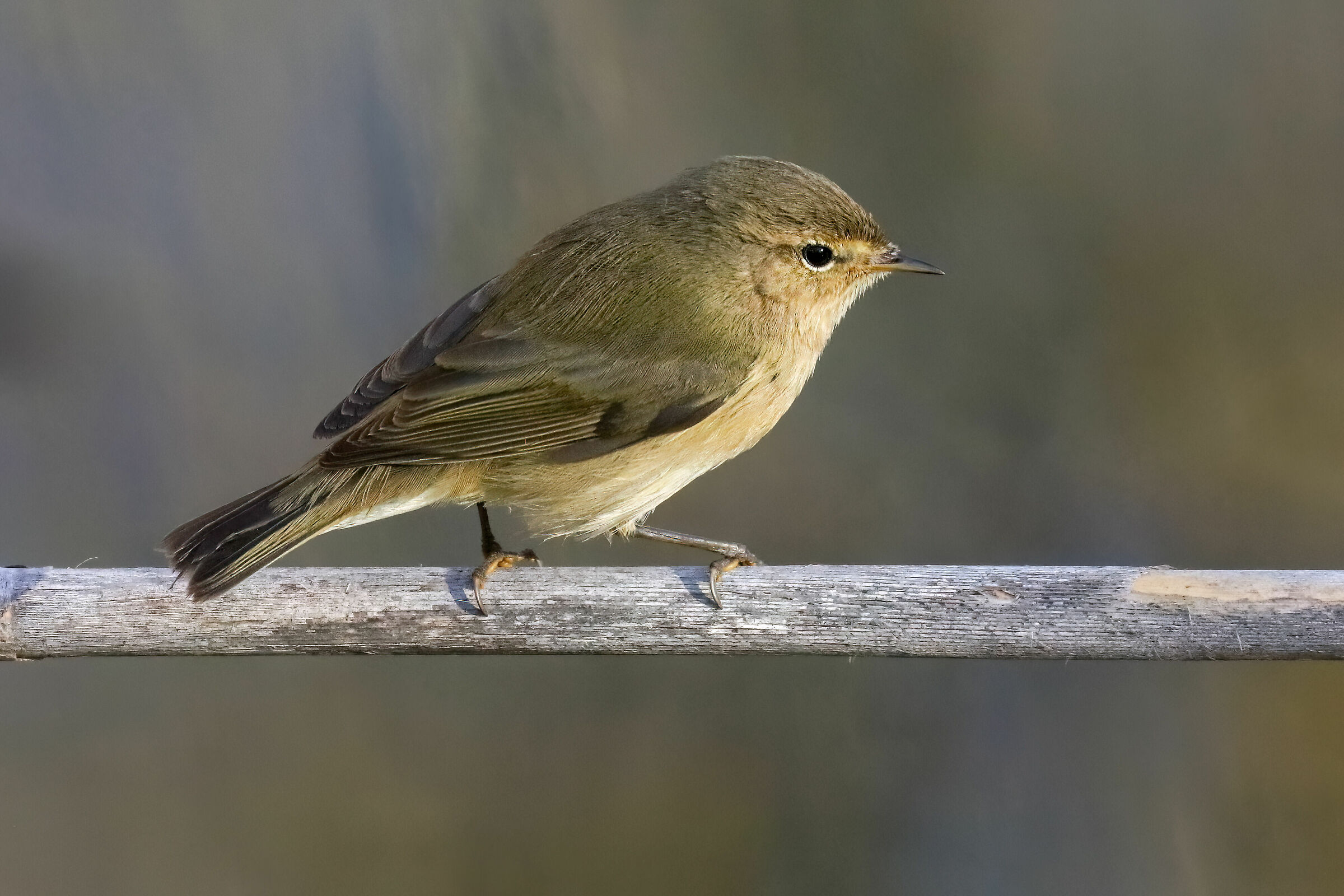 Chiffchaff