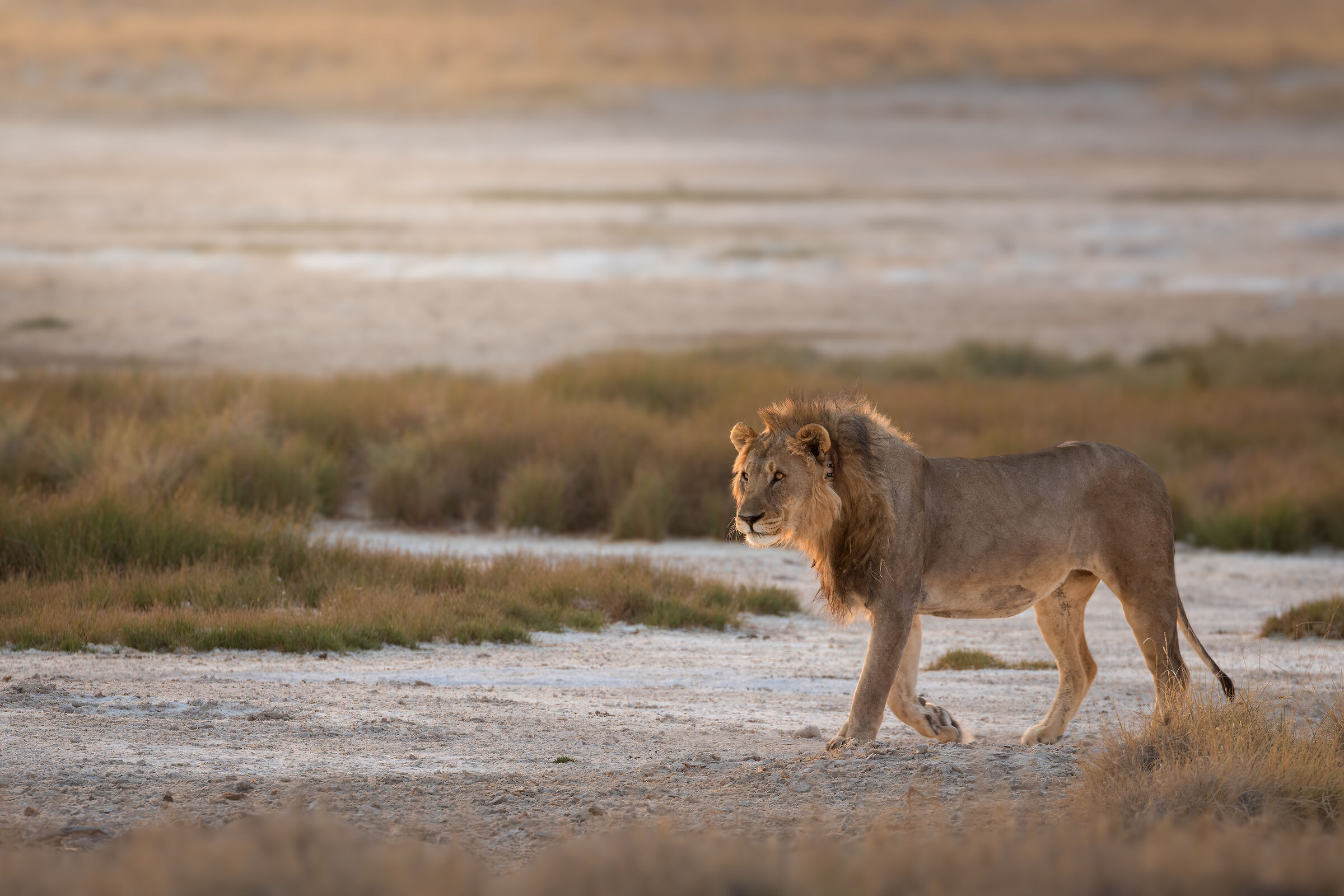 Leone alle prime luci