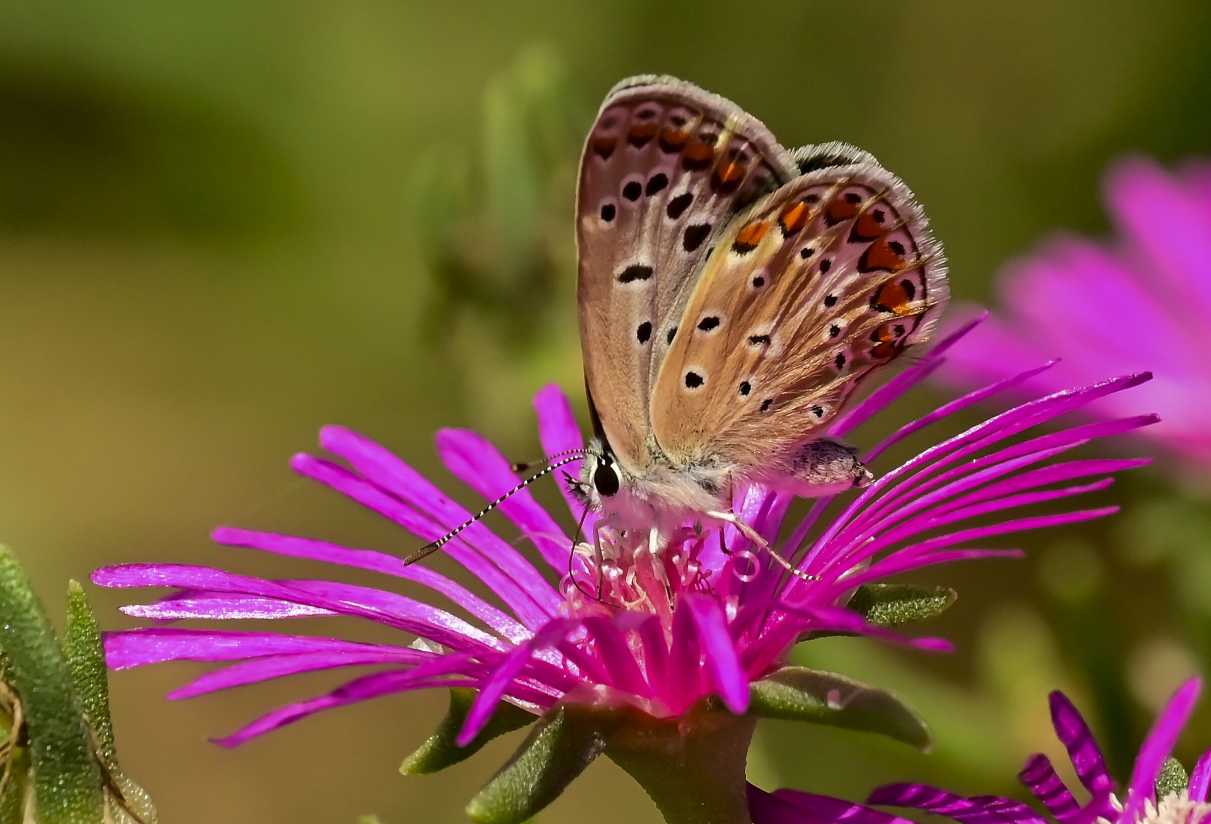 Aricia cramera