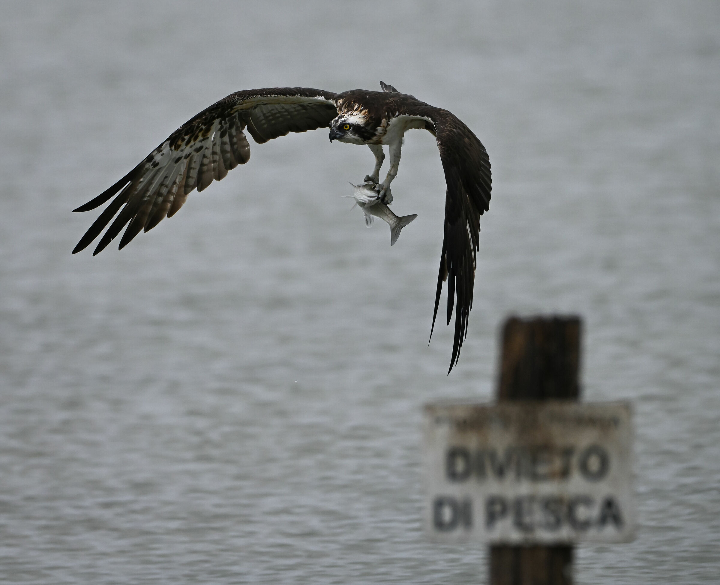 Osprey