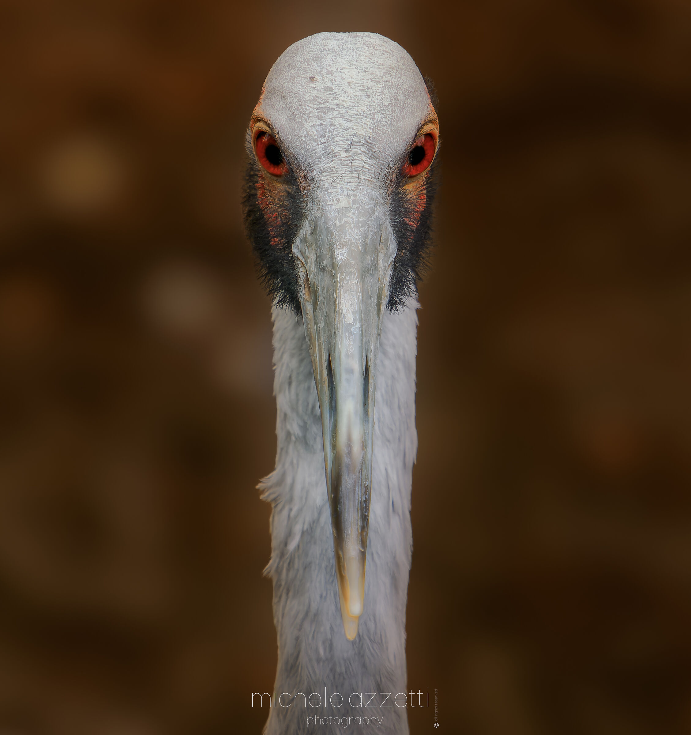 The Antigone Crane