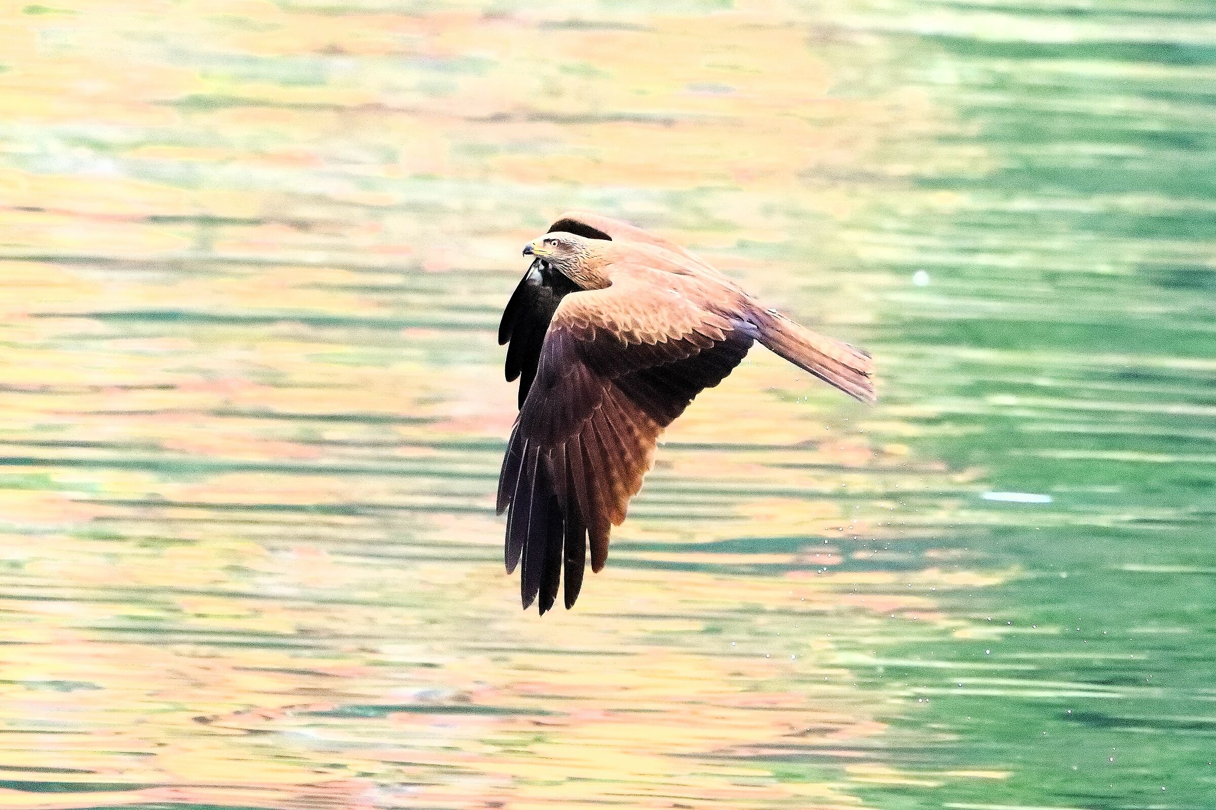 Black Kite April 28, 2021