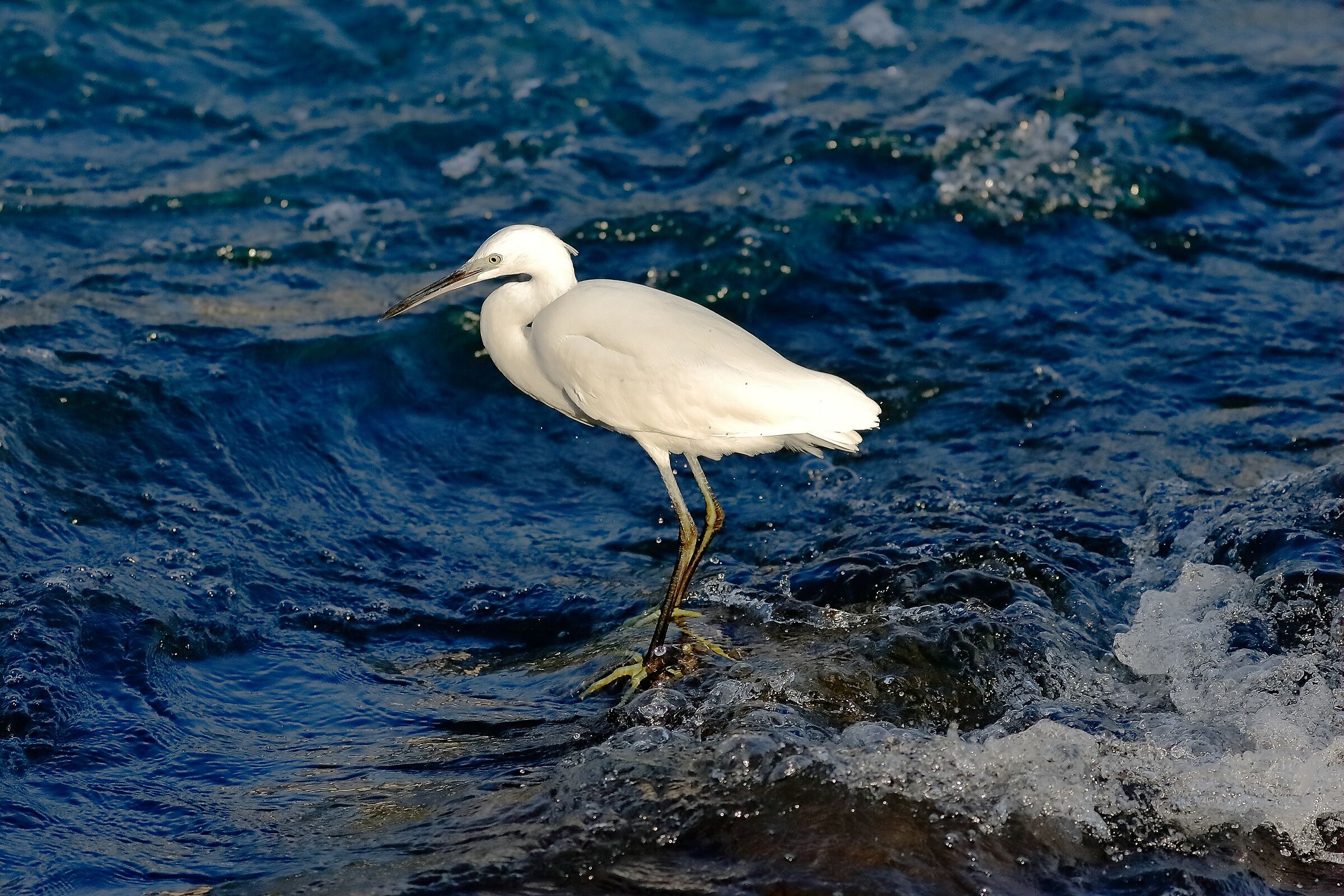 Little Egret September 29, 2023