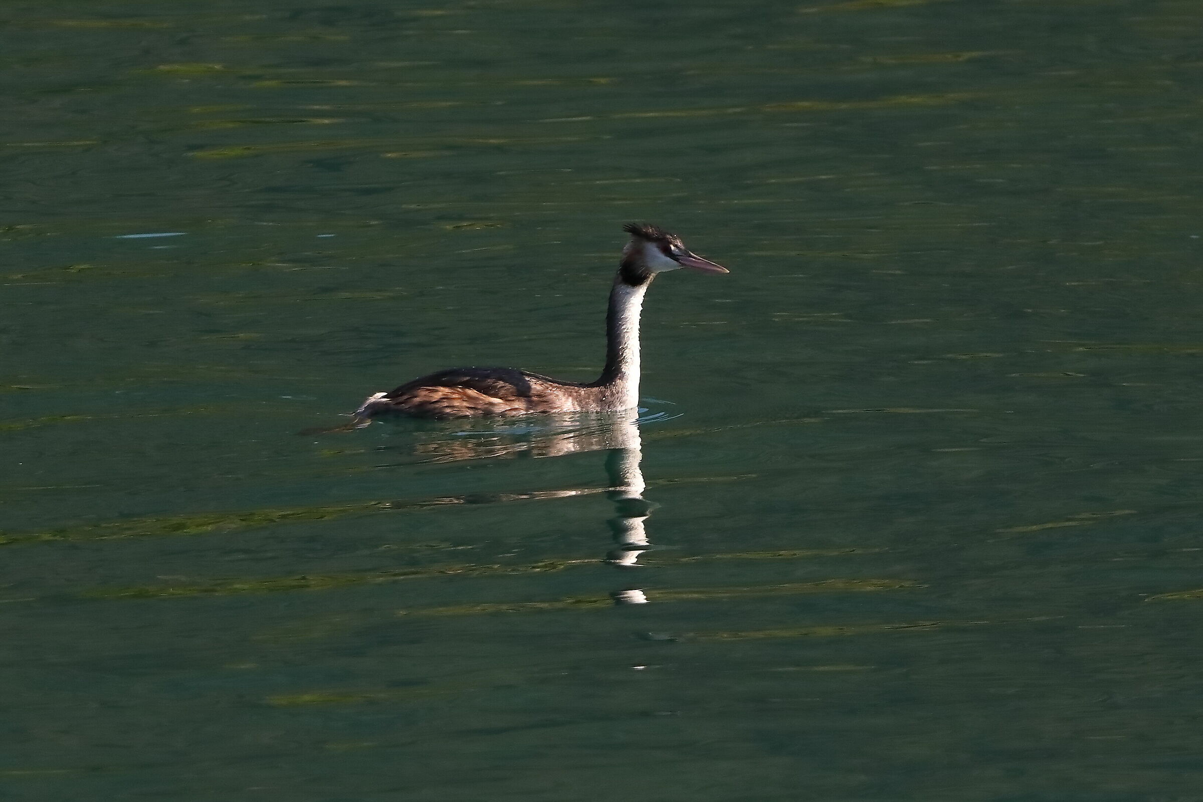 Grebe 28-09-2023