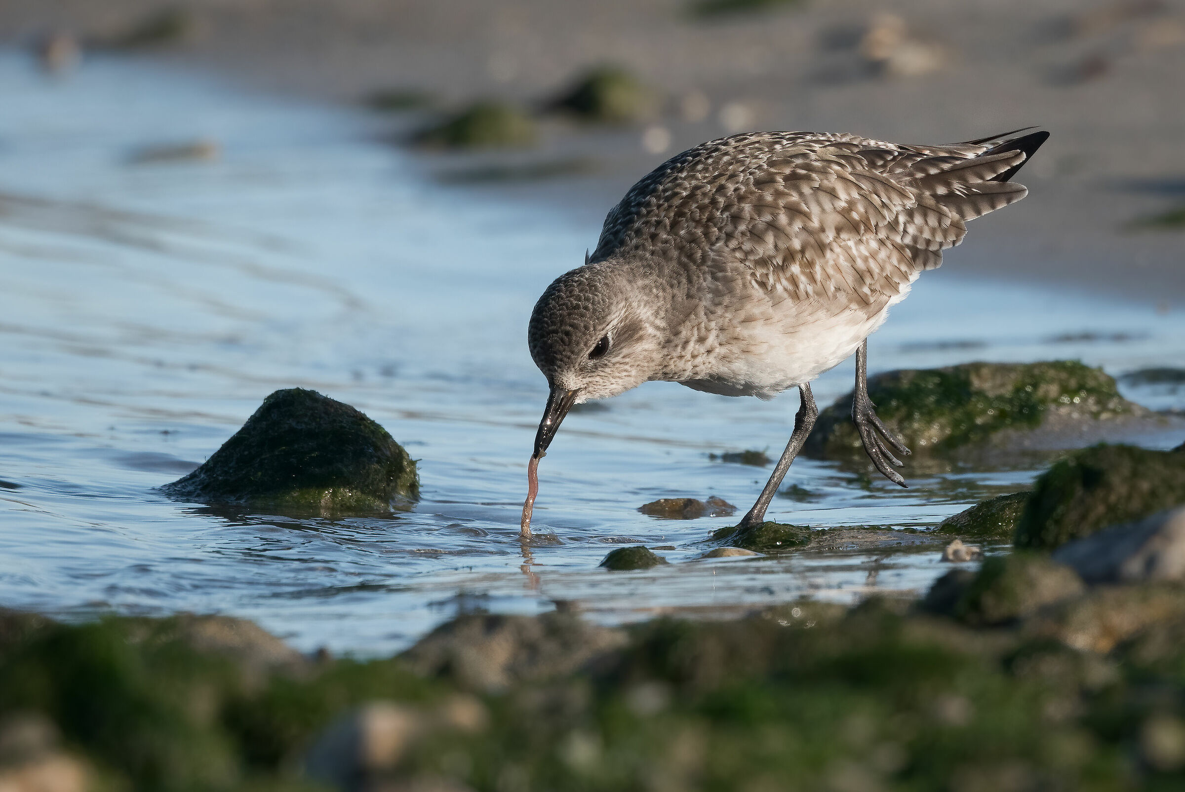 Grey plover