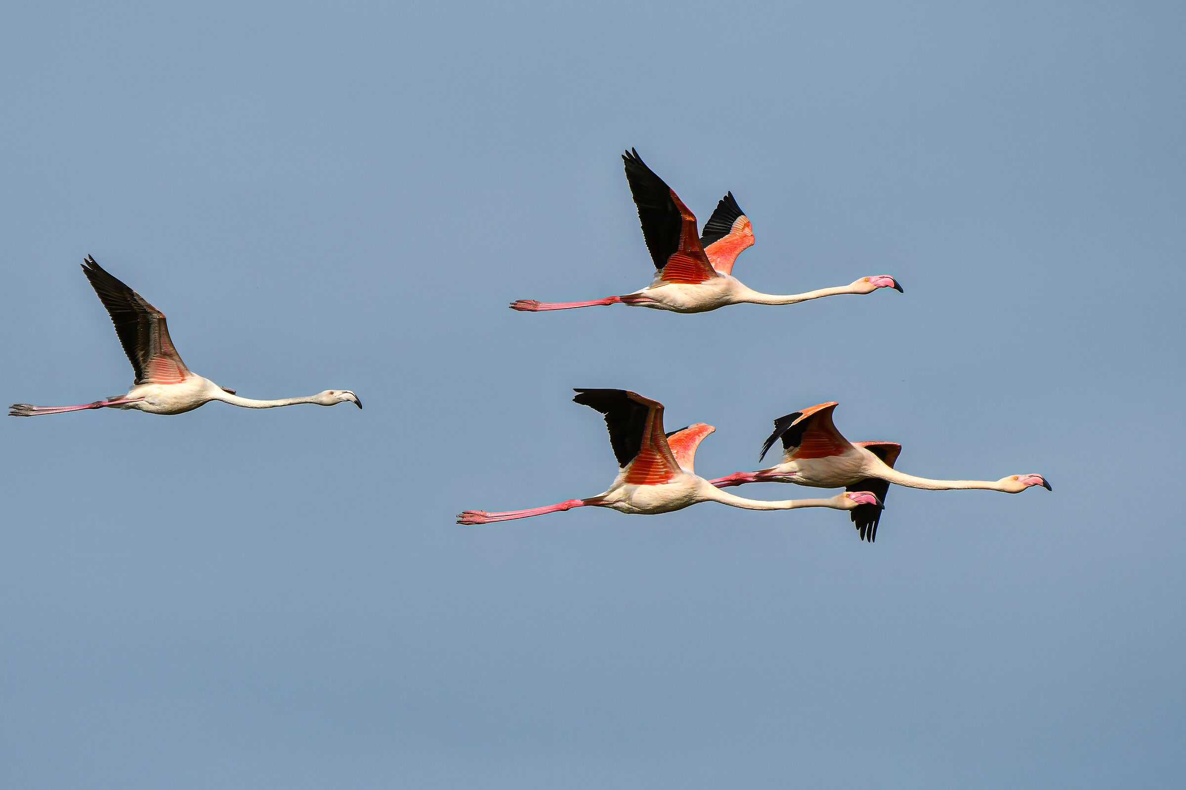 Flamingos fly over the oasis