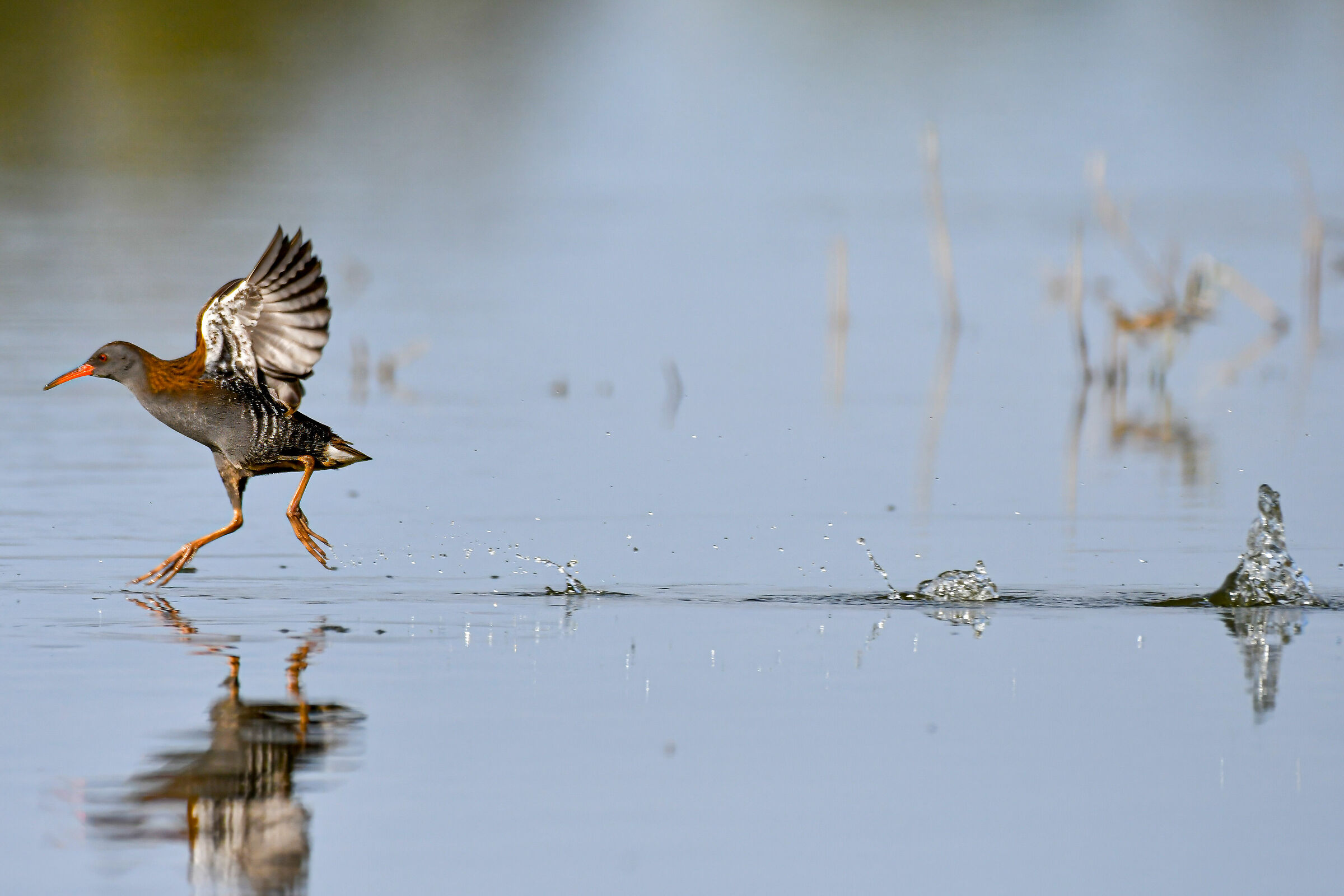 Water rail