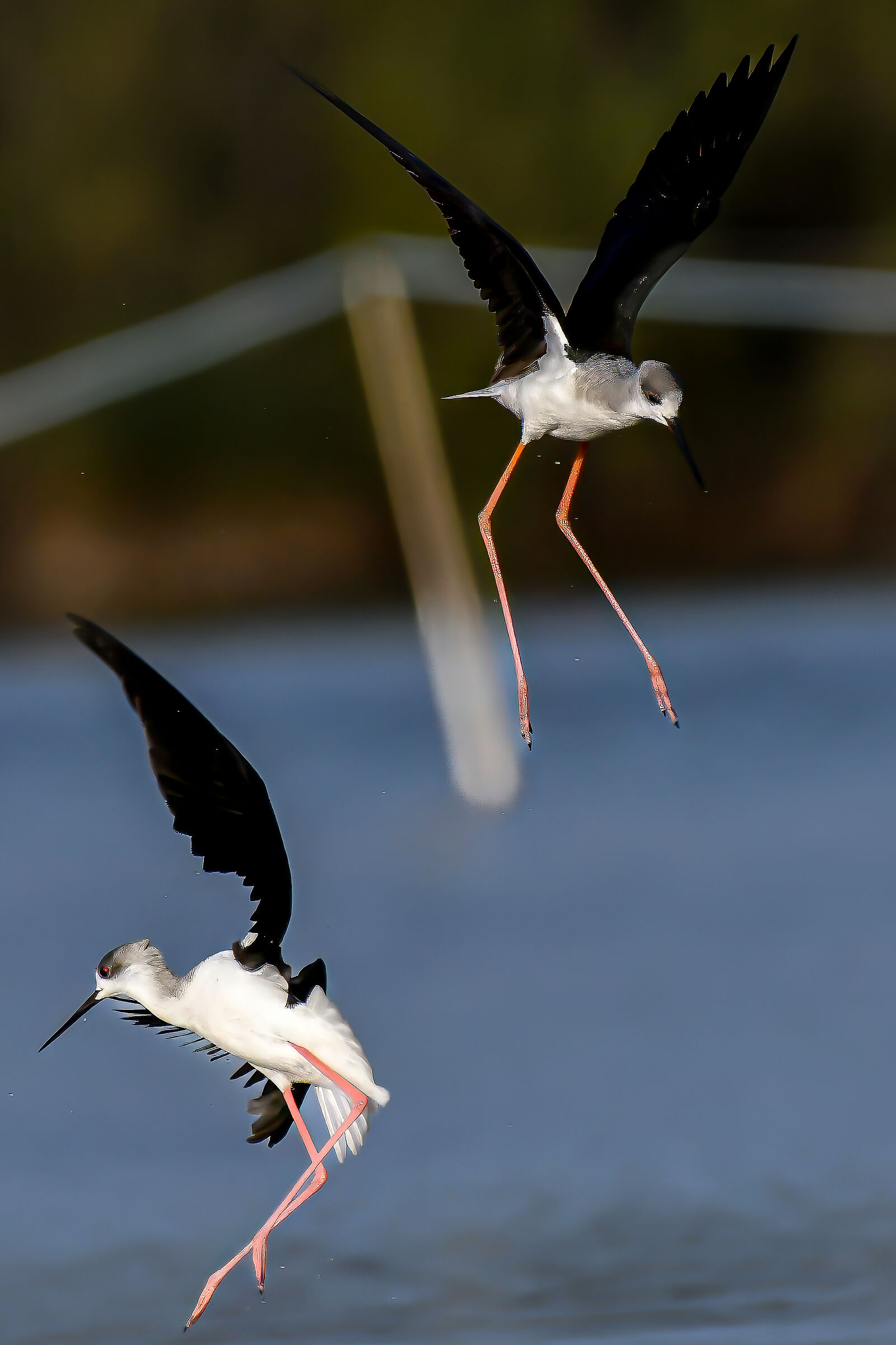 The Agitated Knights