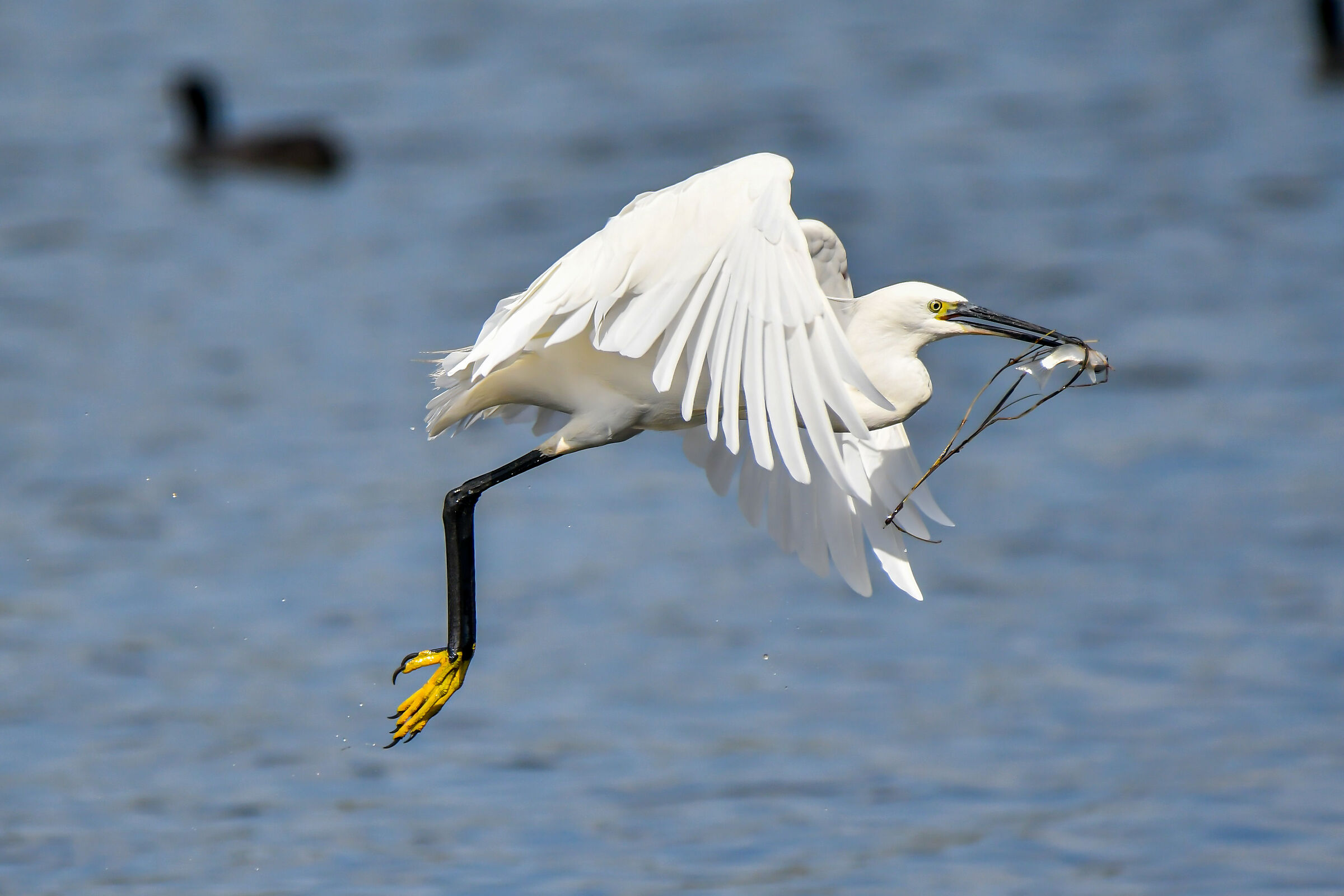 Fish and salad today