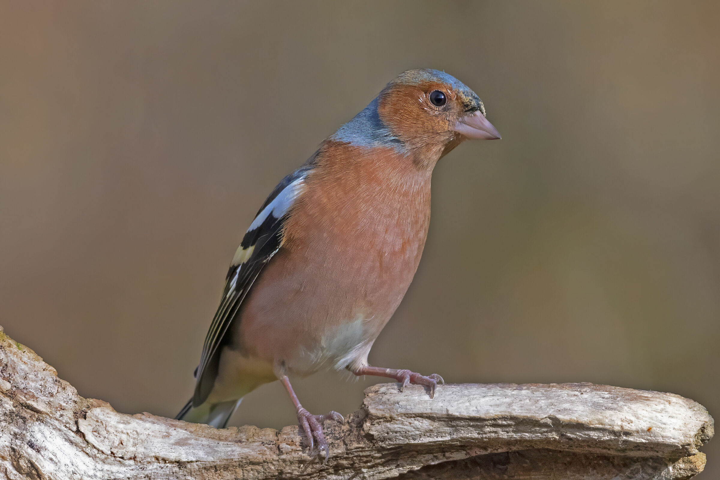 Male finch