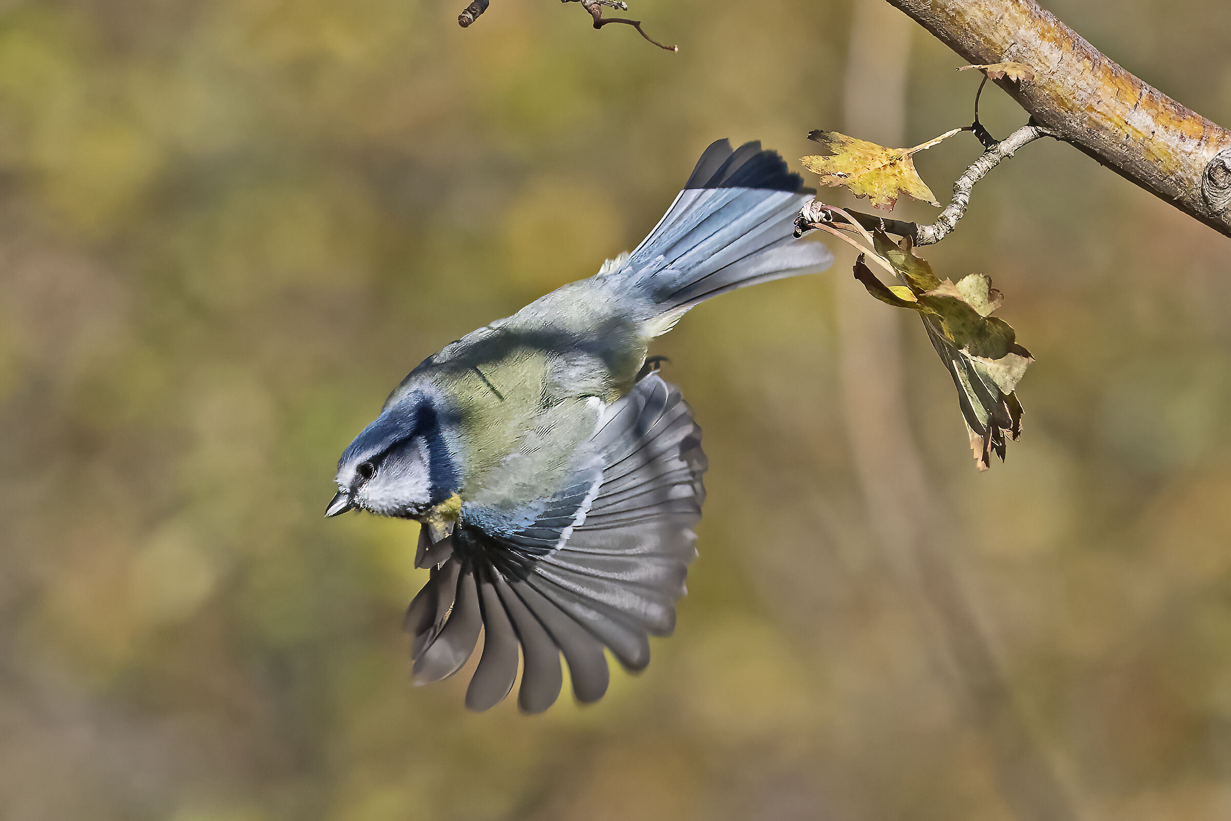 The Blue takes flight
