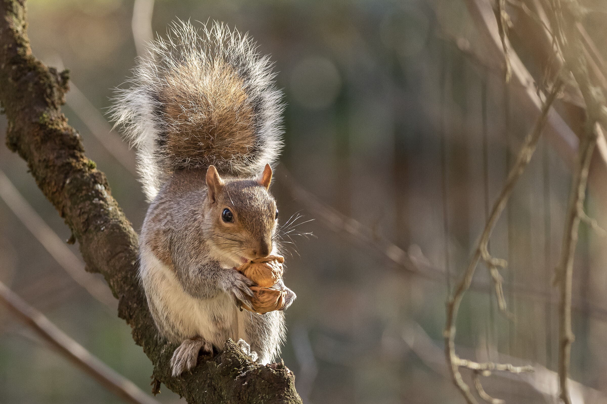 Greedy (Grey Squirrel)