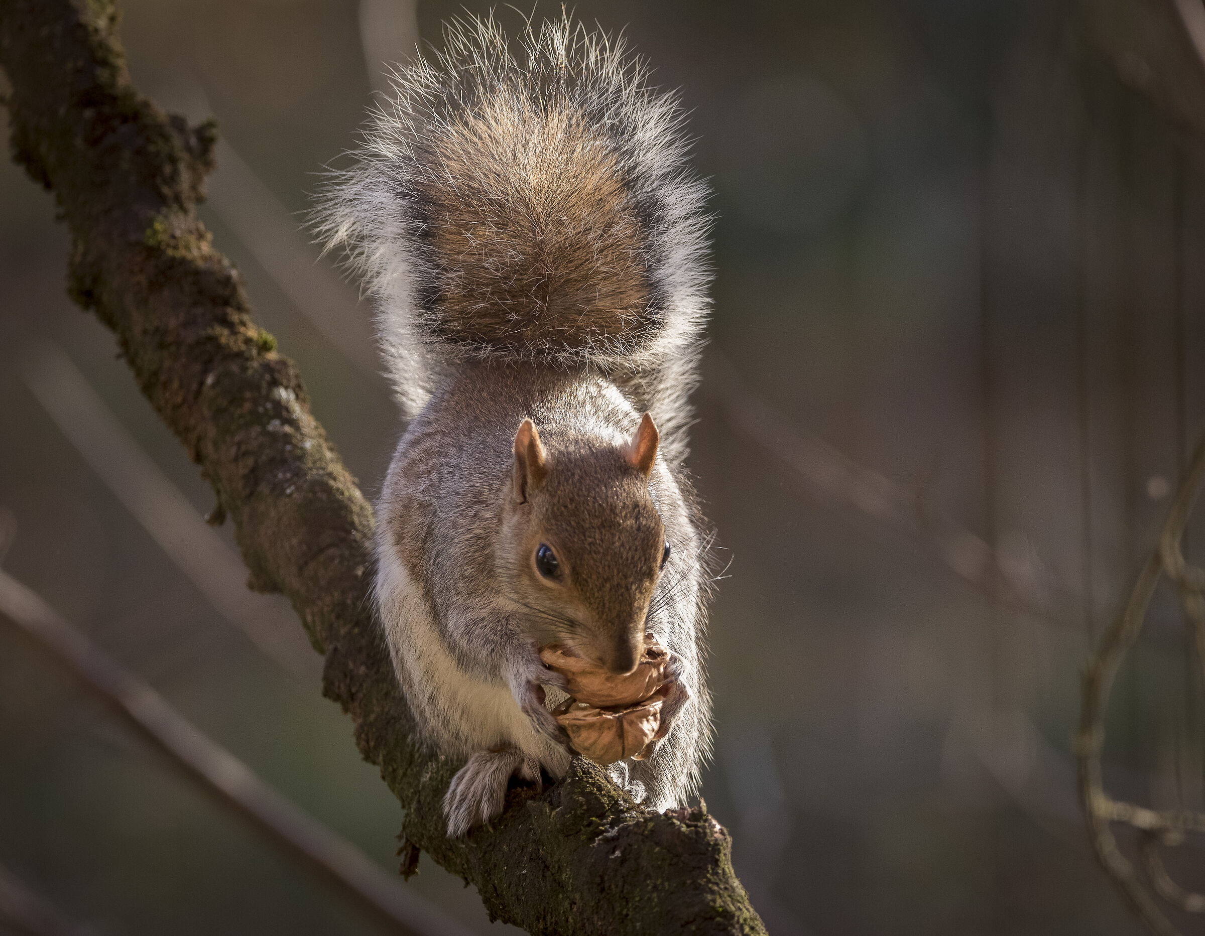 Greedy 2 (Grey Squirrel)