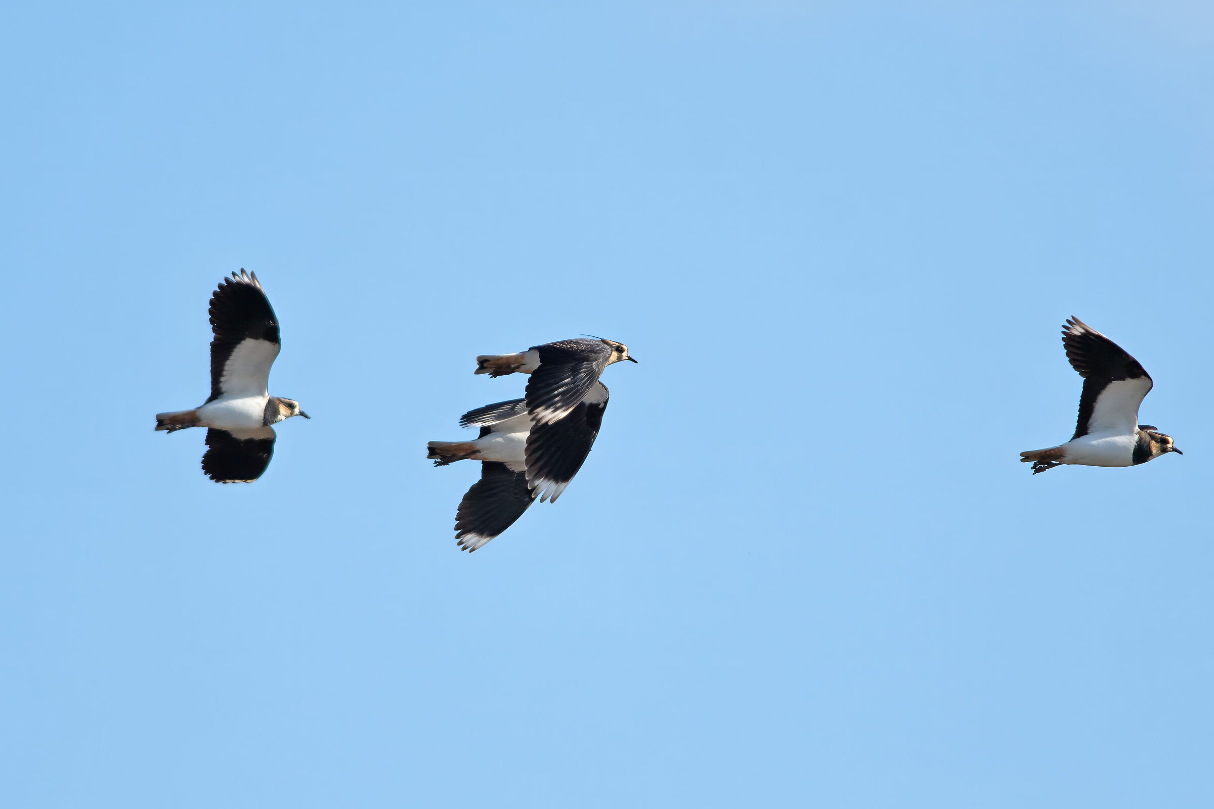 The arrival of the lapwings