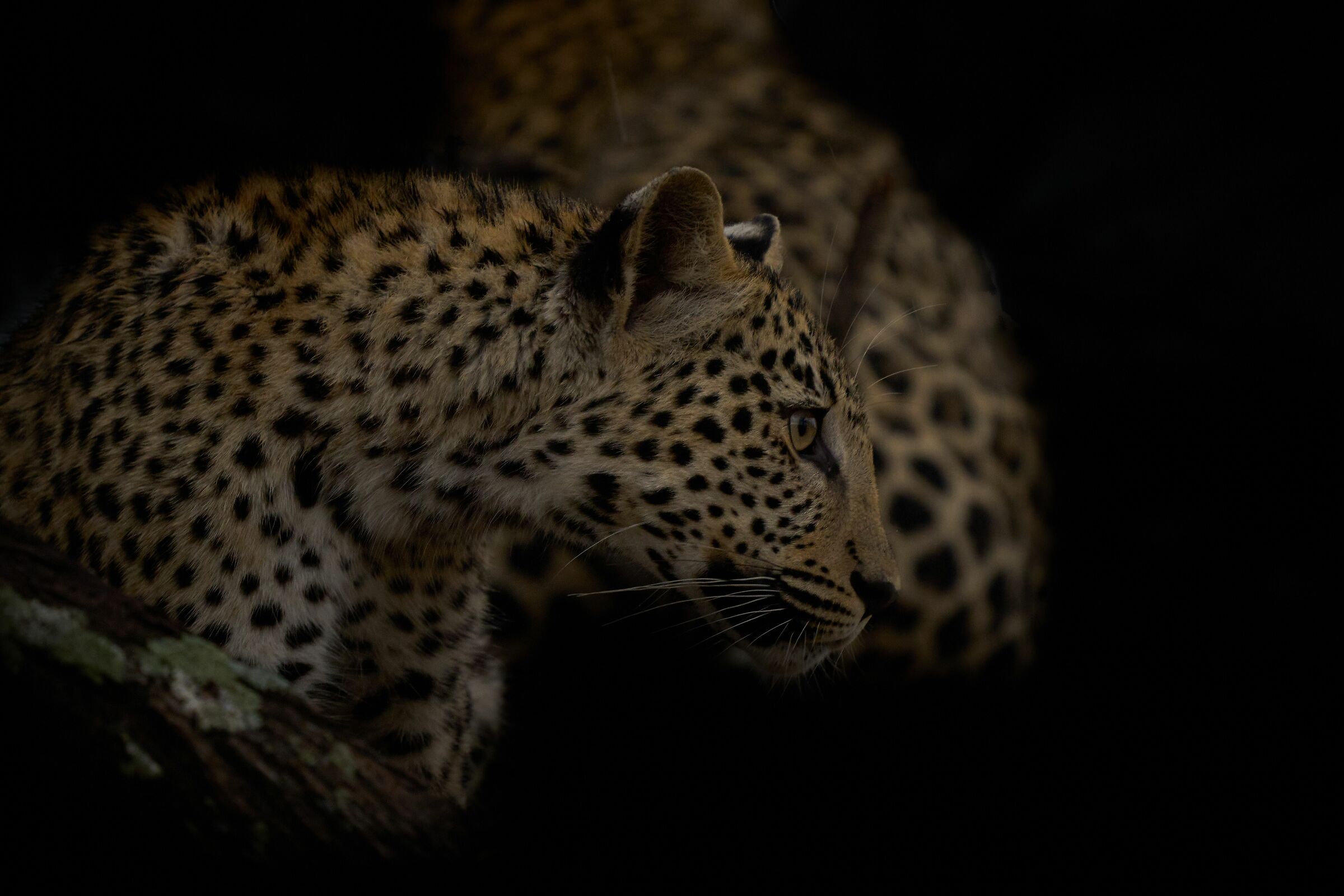Leopardo (Okonjima Nature Reserve - Namibia 2023)