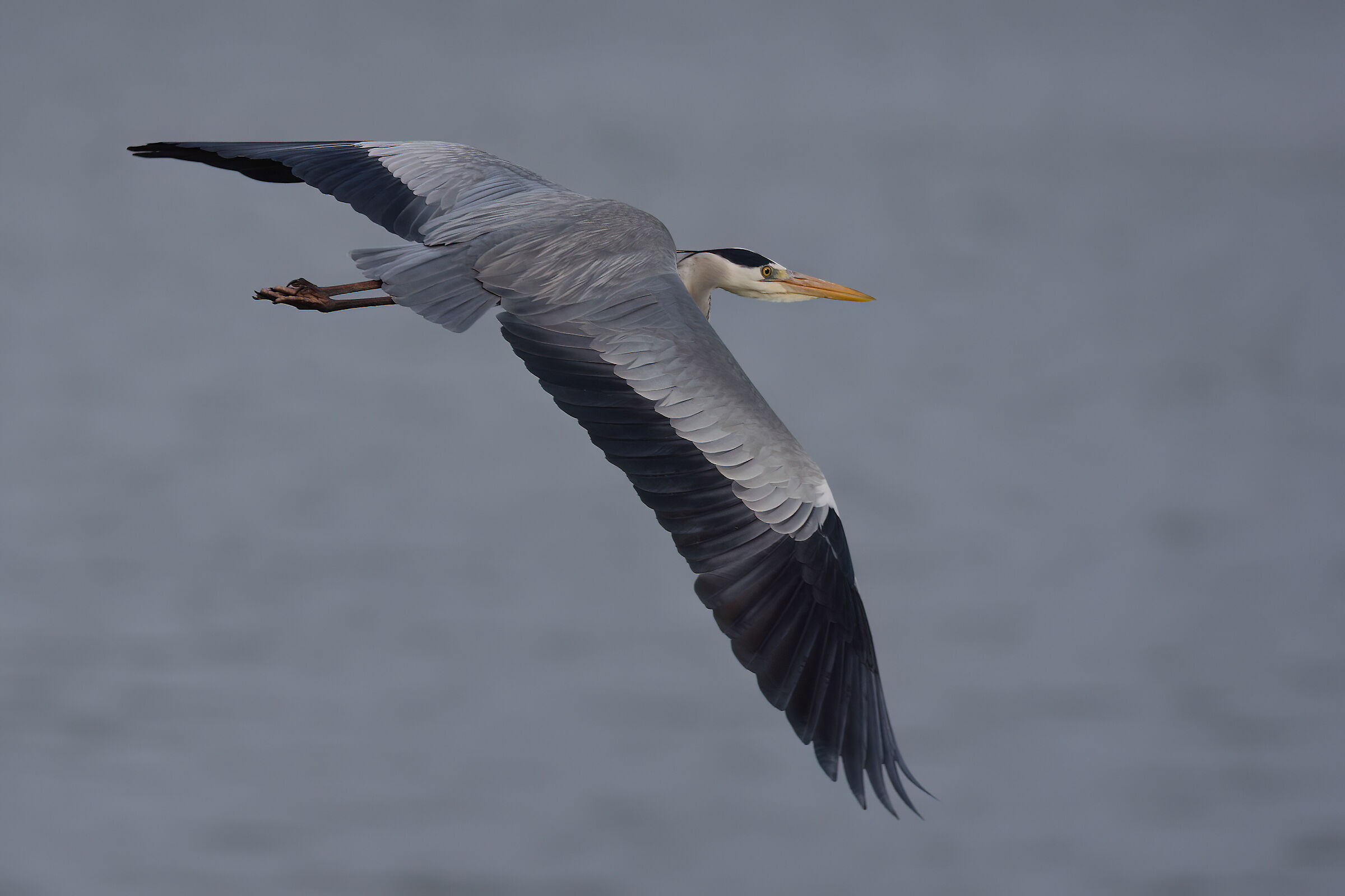 Airone cenerino di capodanno