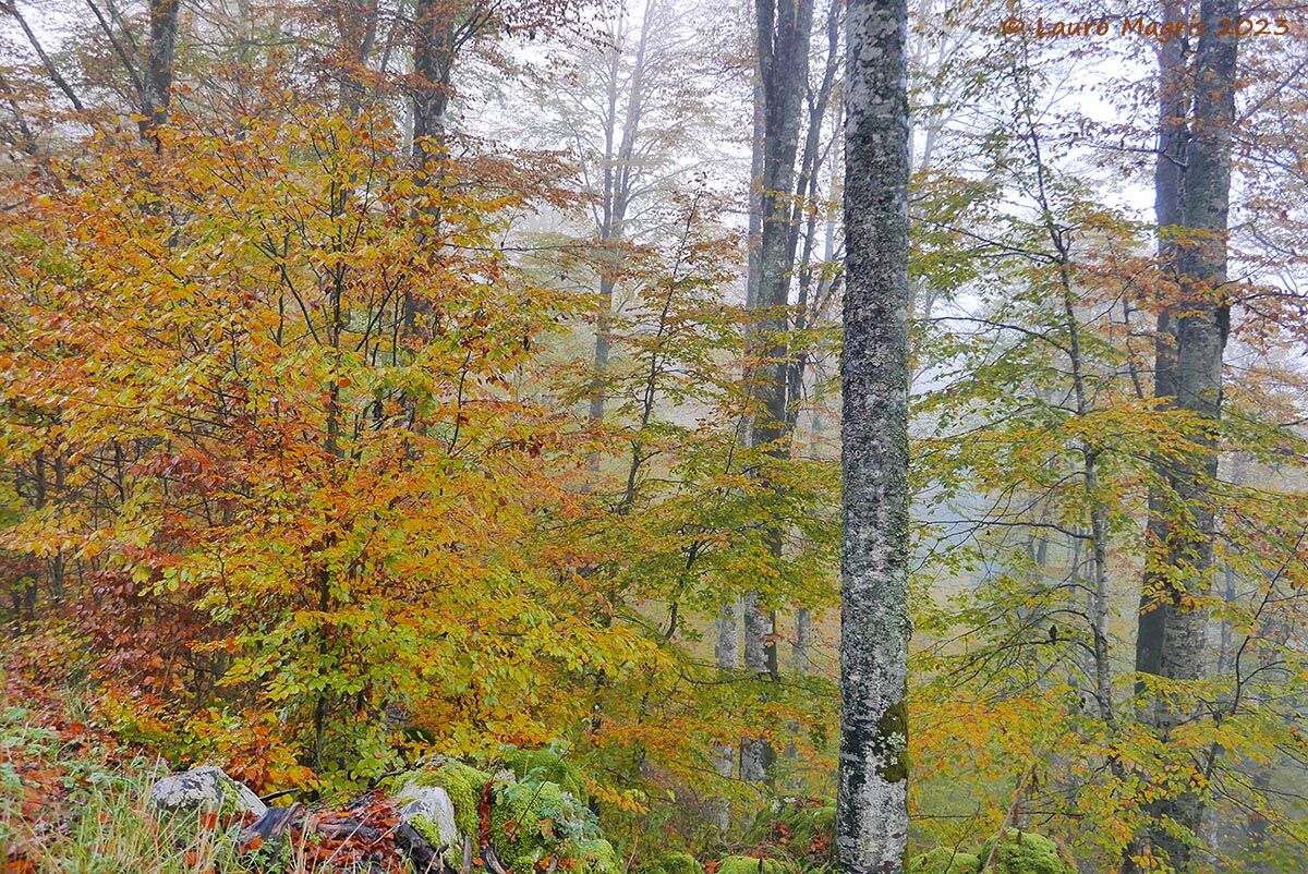 Colorful leaves in the fog